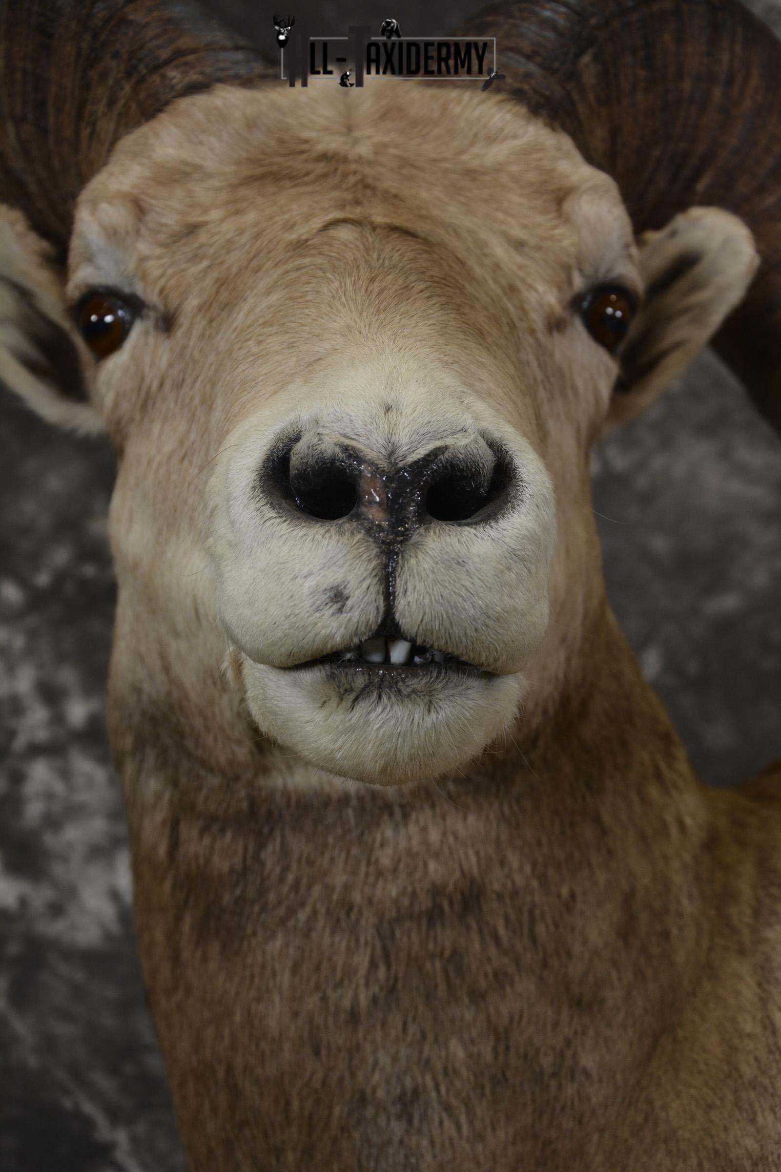 Rocky mountain big horn sheep taxidermy mount for sale SKU 2122 - Image 2