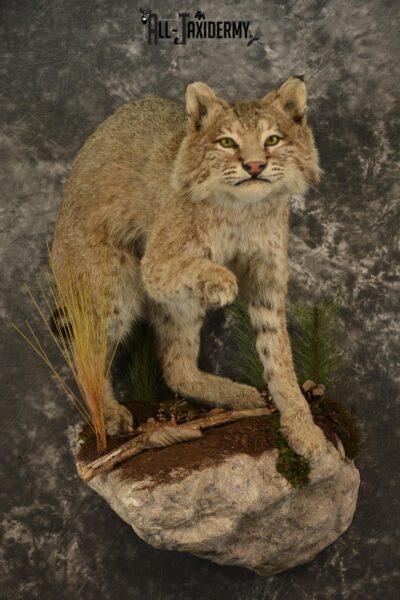 Bobcat Taxidermy mount for sale SKU 2125