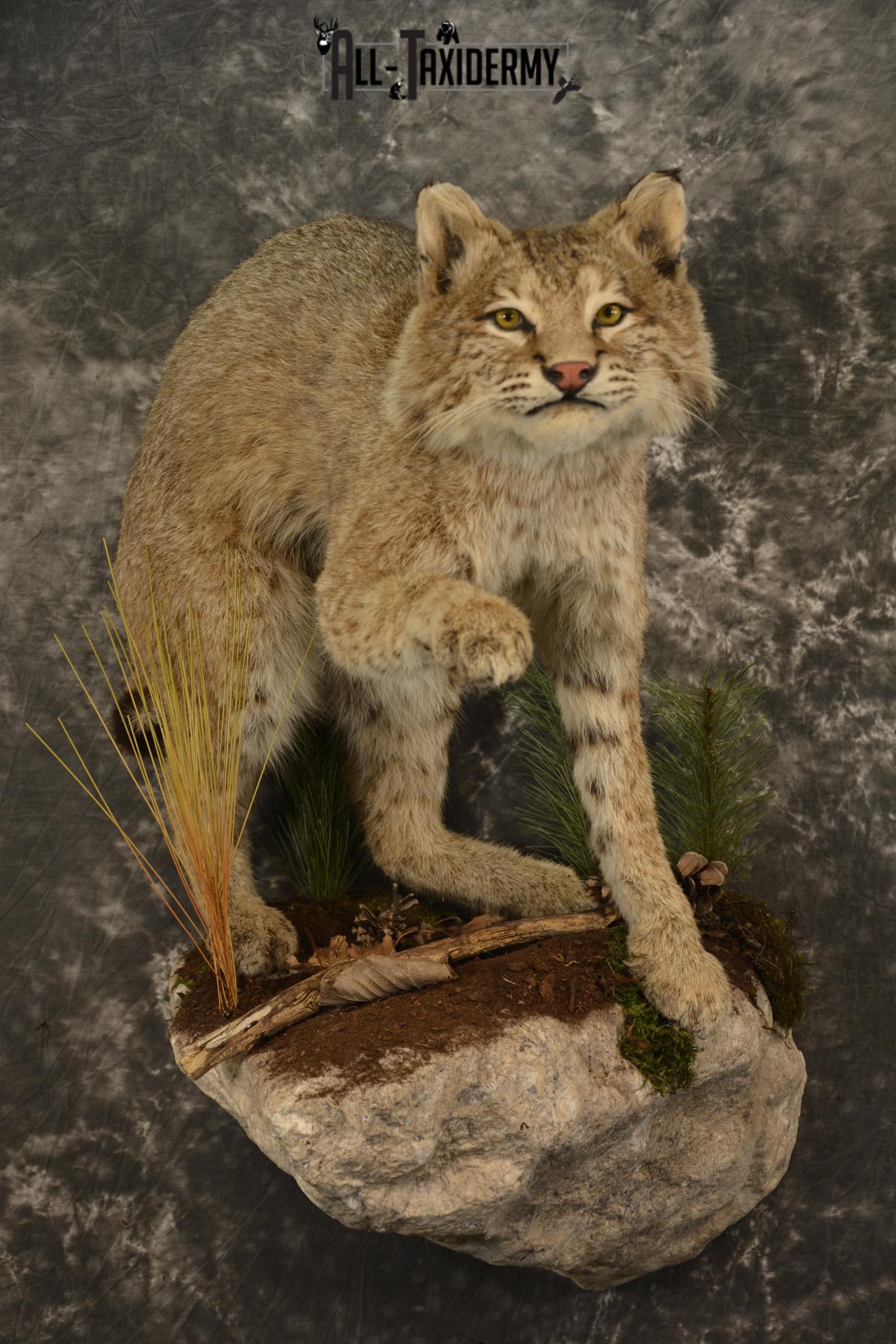 Bobcat Taxidermy mount for sale SKU 2125