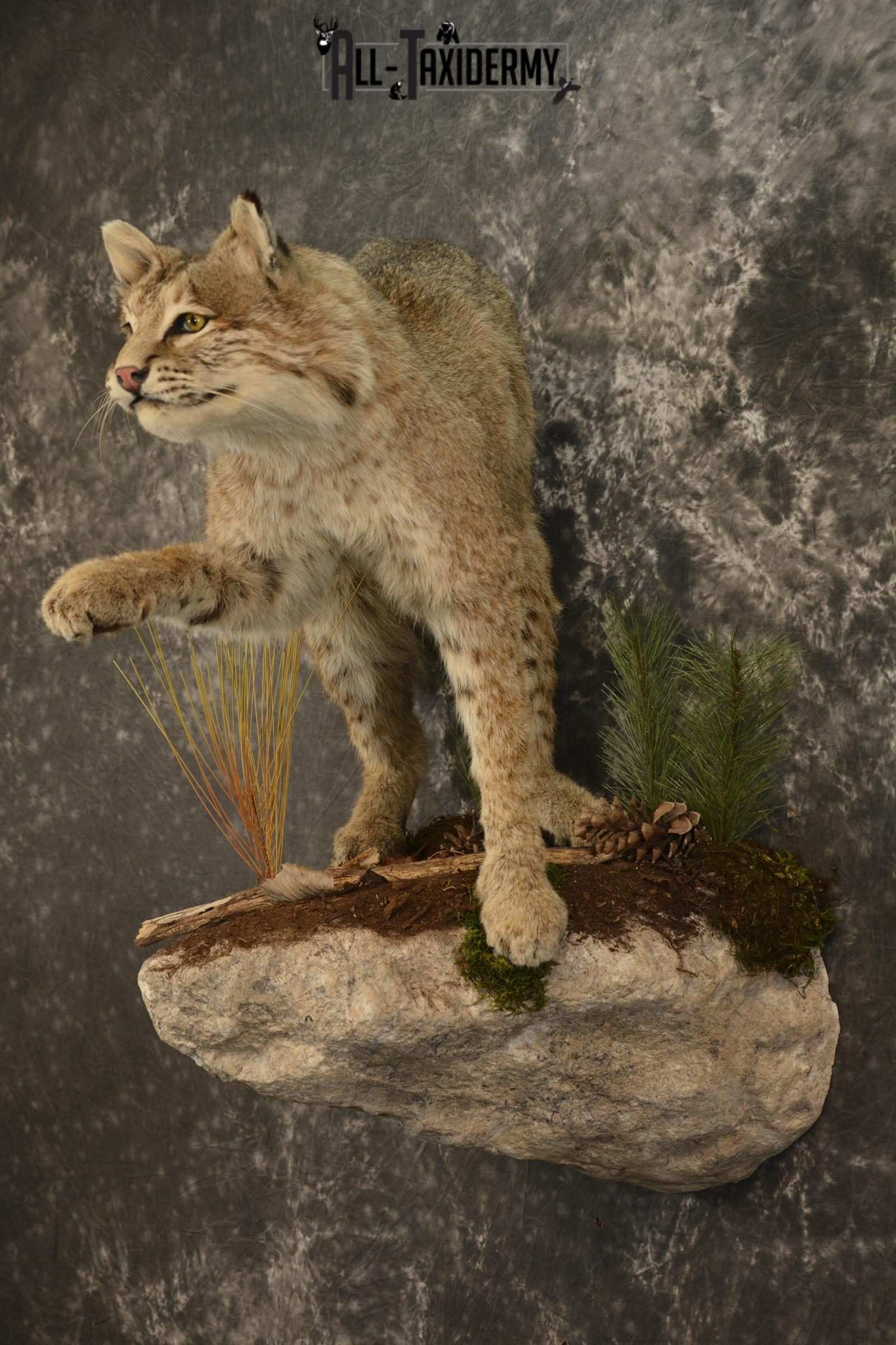 Bobcat Taxidermy mount for sale SKU 2125 - Image 10