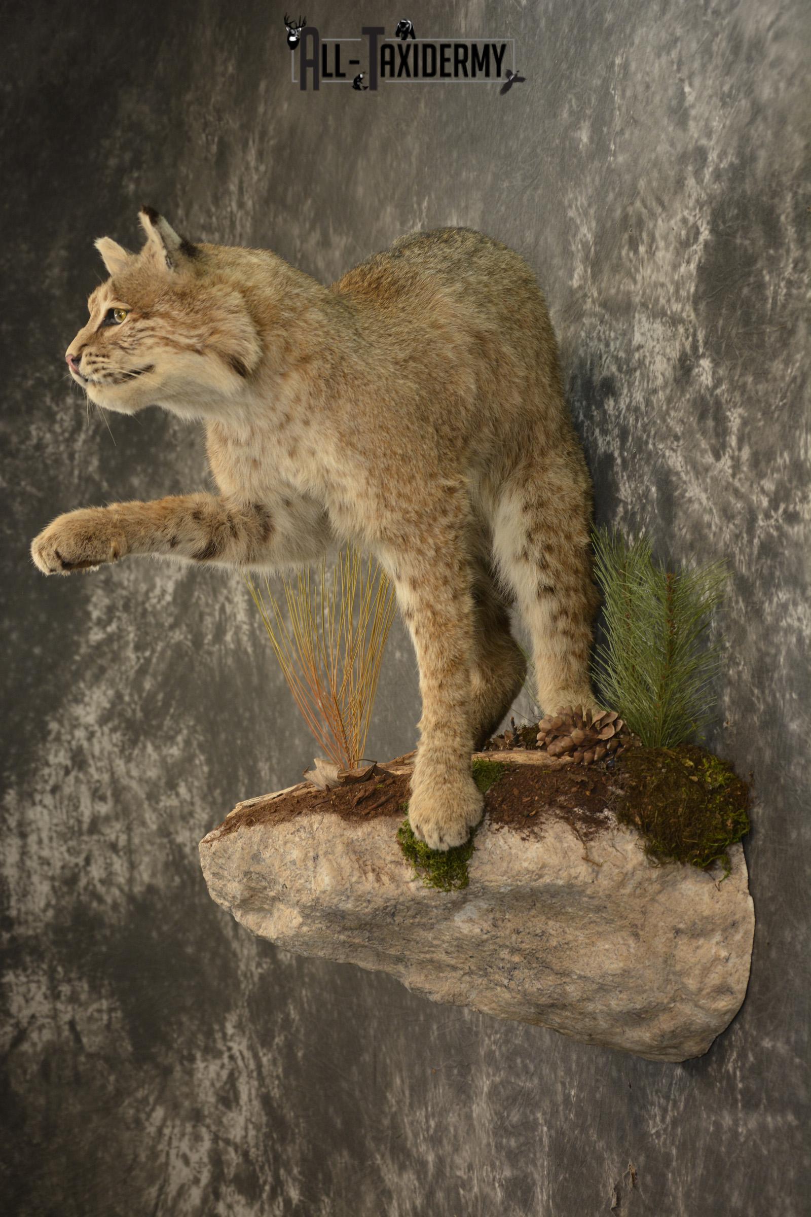 Bobcat Taxidermy Mount For Sale Sku 2125 All Taxidermy