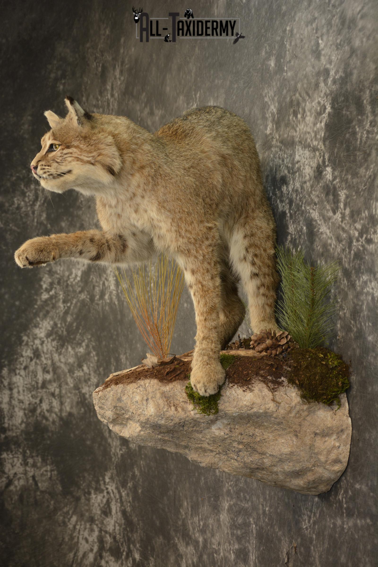 Bobcat Taxidermy mount for sale SKU 2125 - Image 9