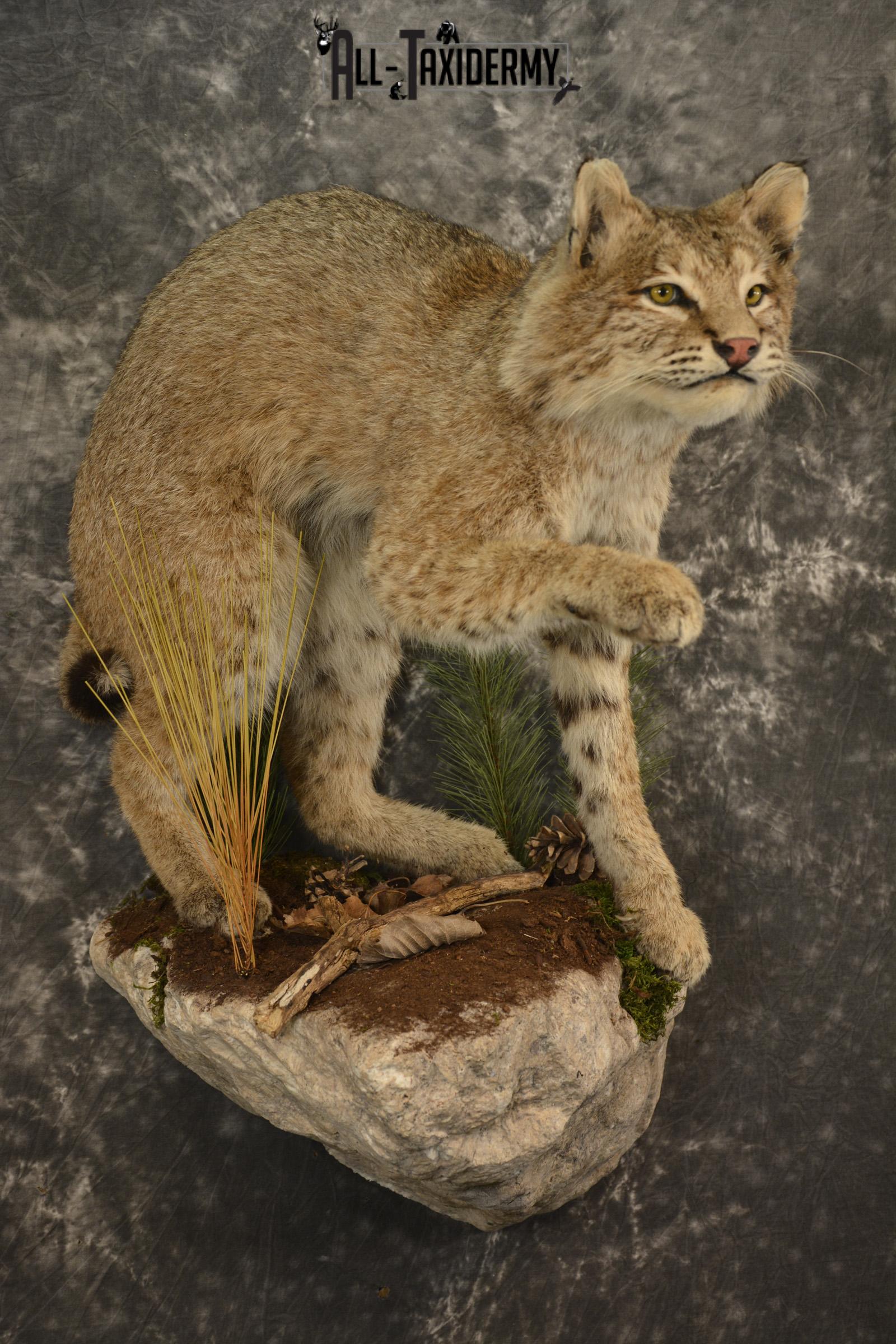 Bobcat Taxidermy mount for sale SKU 2125 - Image 8