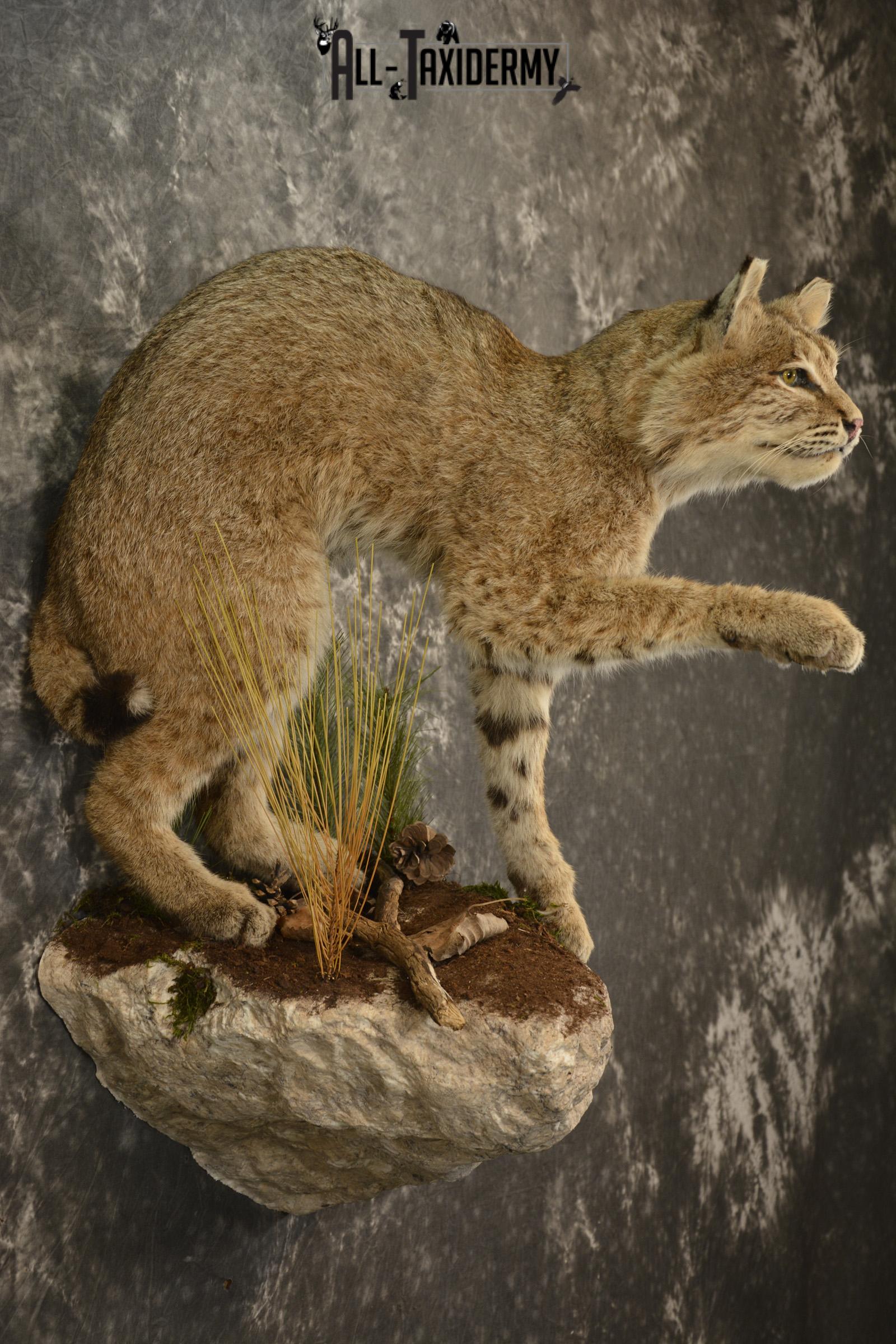 Bobcat Taxidermy mount for sale SKU 2125 - Image 7