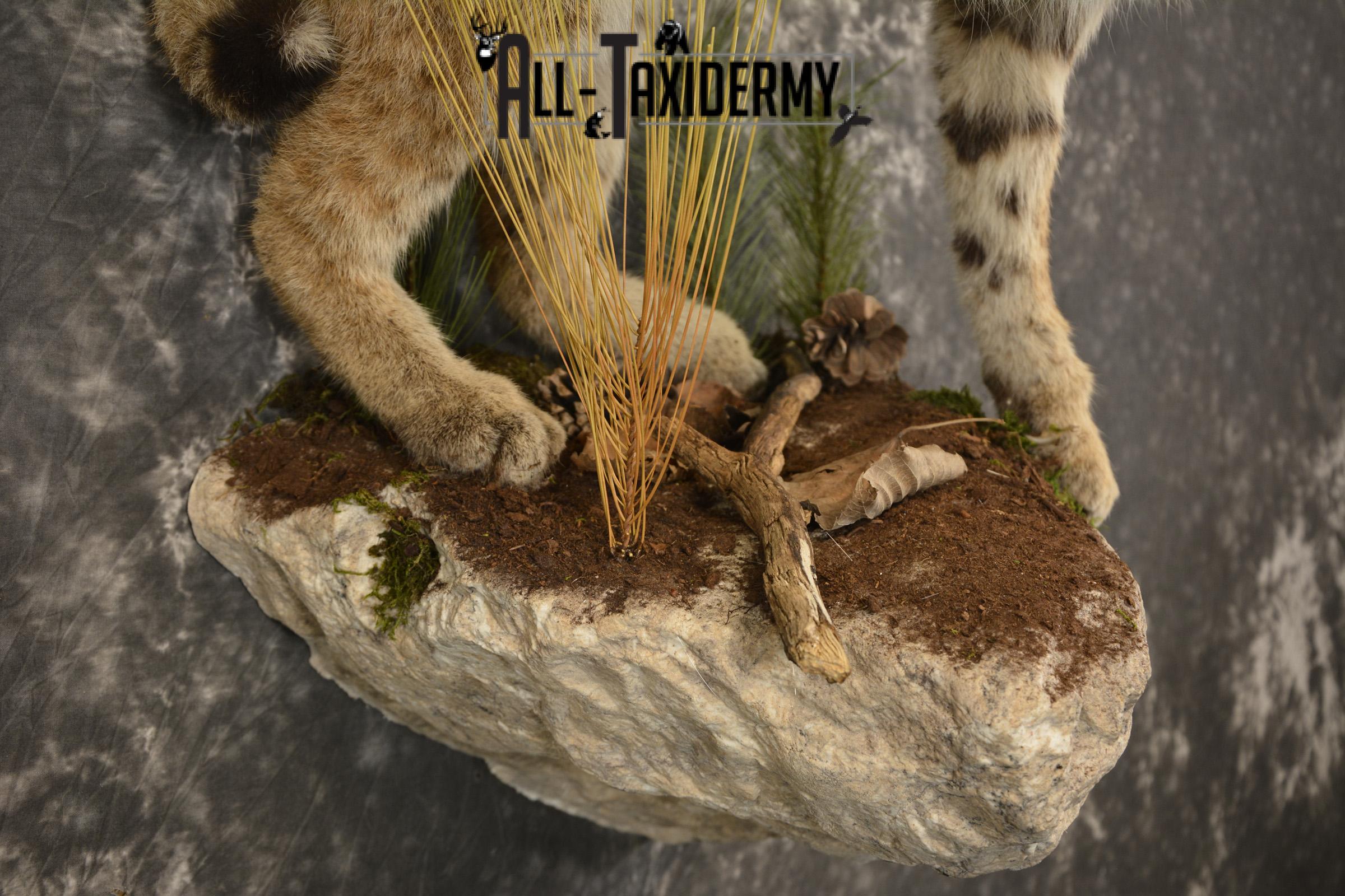 Bobcat Taxidermy mount for sale SKU 2125 - Image 6