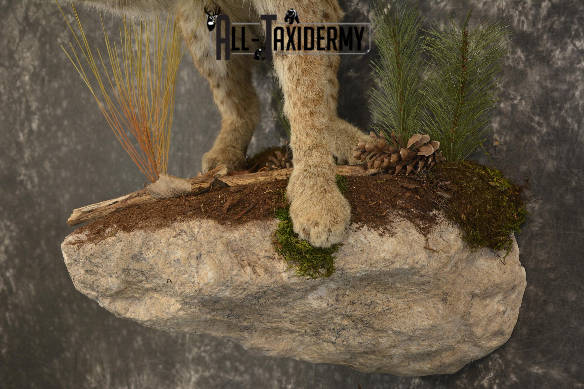 Bobcat Taxidermy mount for sale SKU 2125 - Image 5