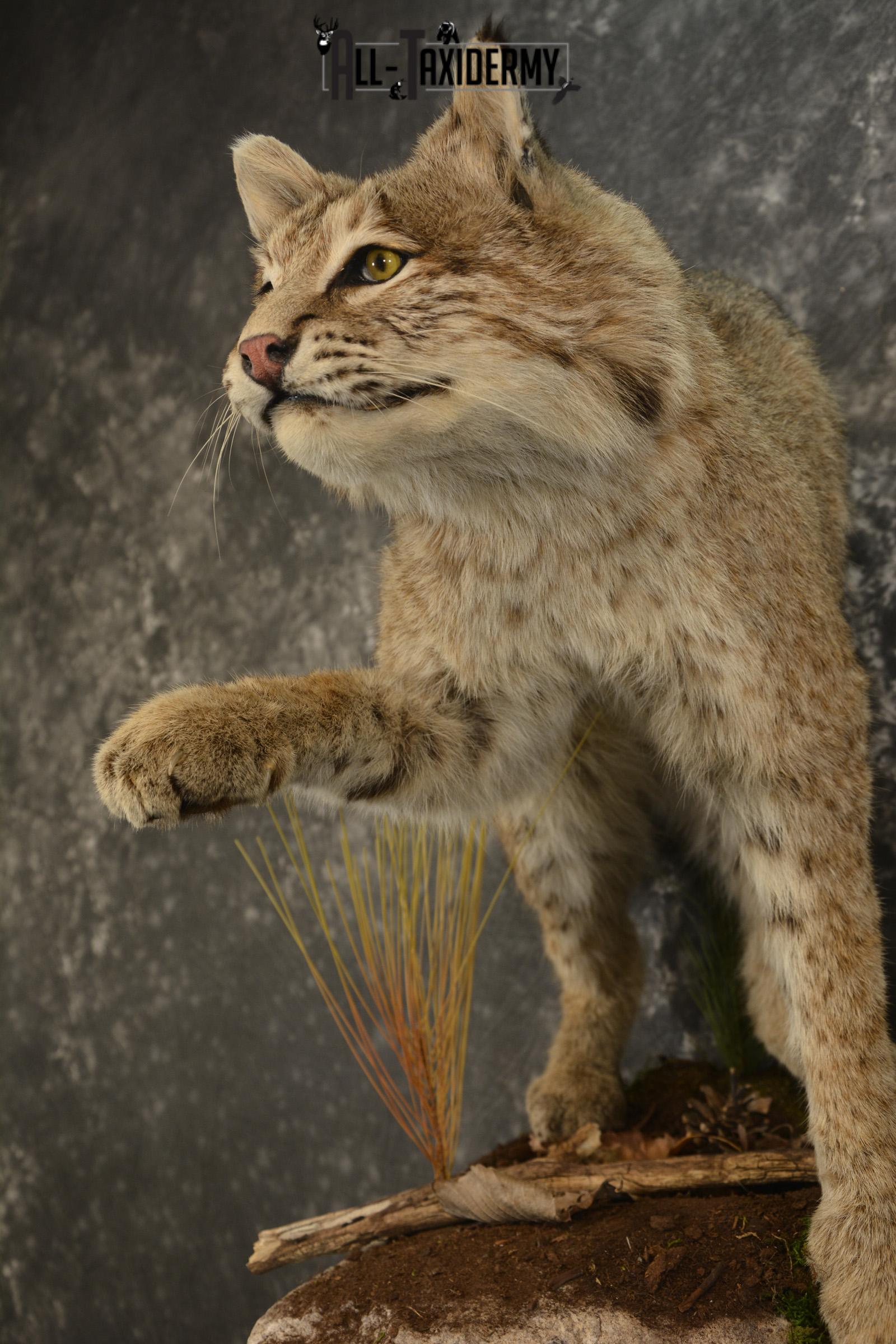 Bobcat Taxidermy mount for sale SKU 2125 - Image 4