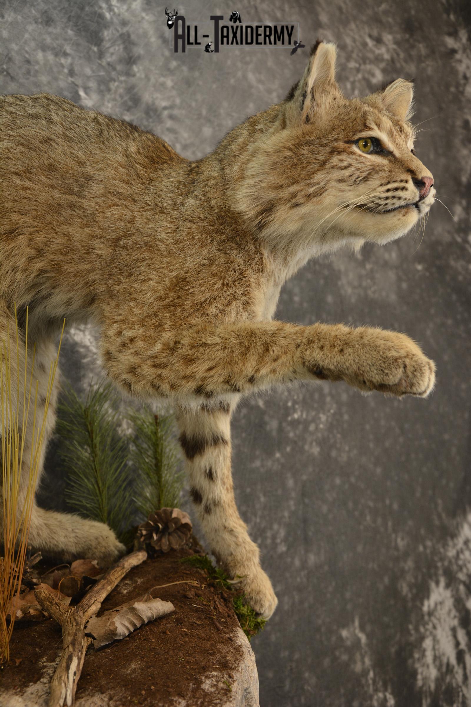 Bobcat Taxidermy mount for sale SKU 2125 - Image 3