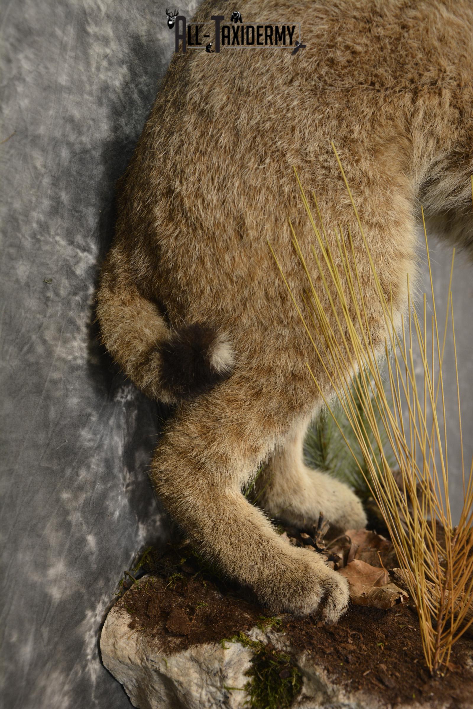 Bobcat Taxidermy mount for sale SKU 2125 - Image 2