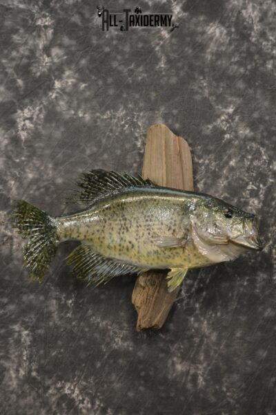 14 1/2" Crappie taxidermy fish mount for sale SKU 2111