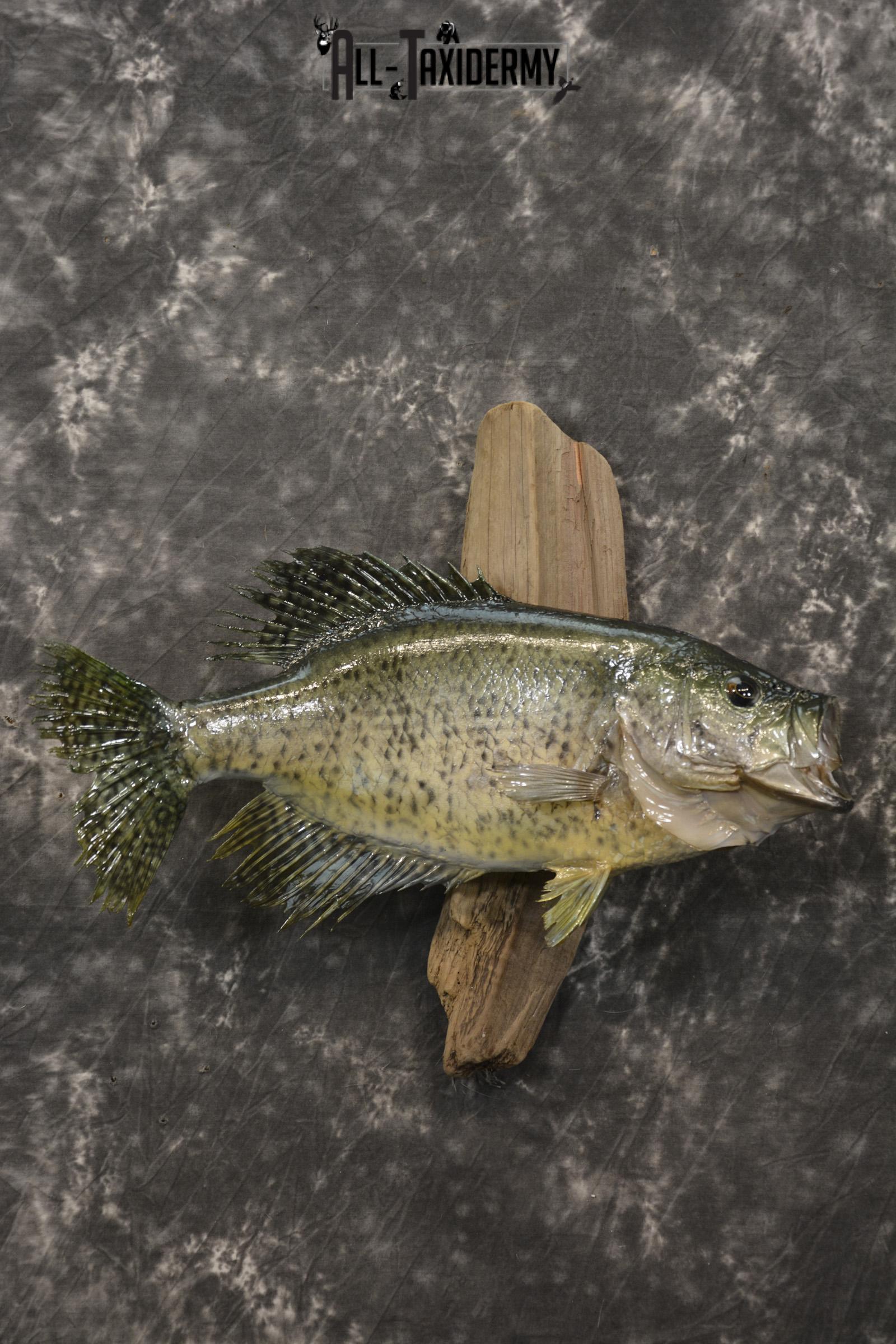 14 1/2" Crappie taxidermy fish mount for sale SKU 2111