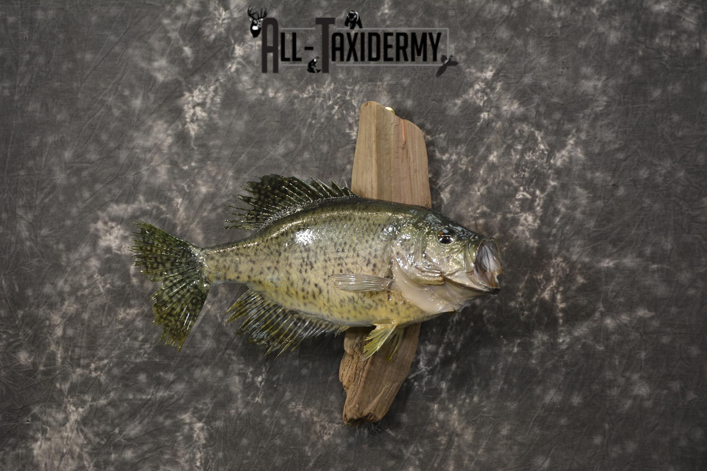 14 1/2" Crappie taxidermy fish mount for sale SKU 2111 - Image 7