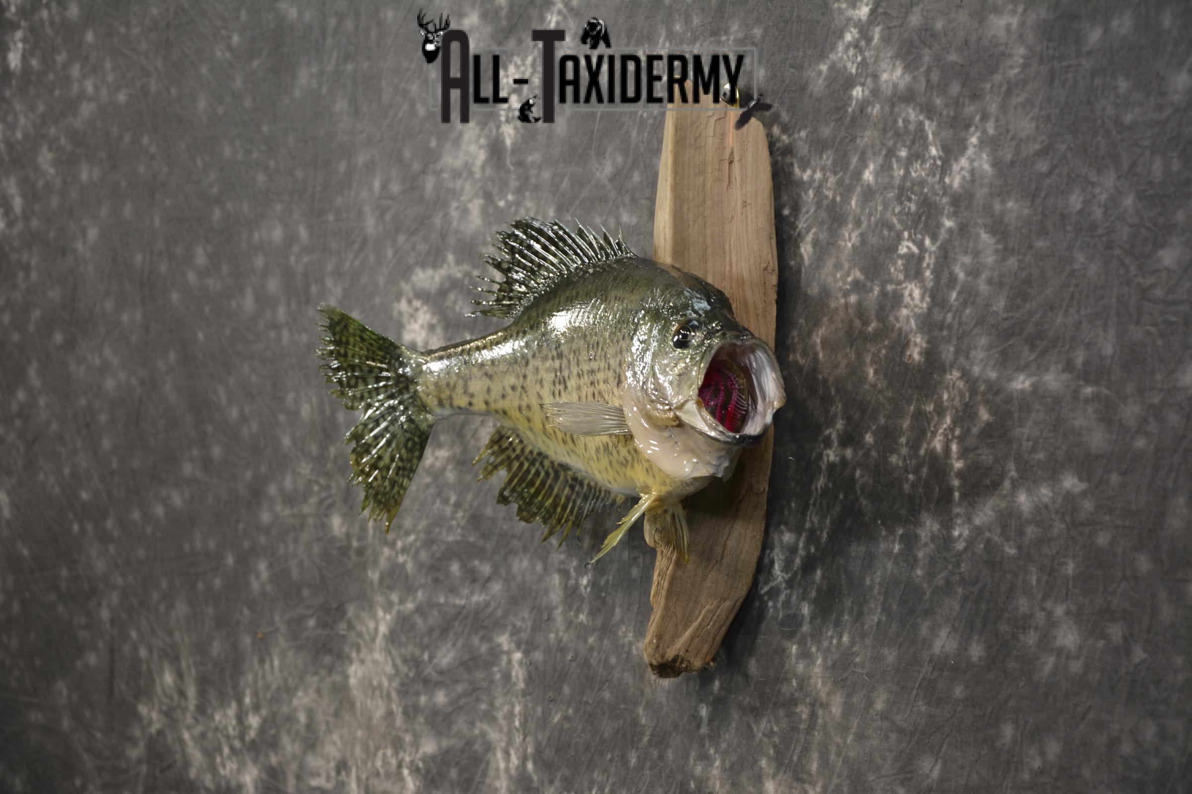 14 1/2" Crappie taxidermy fish mount for sale SKU 2111 - Image 6