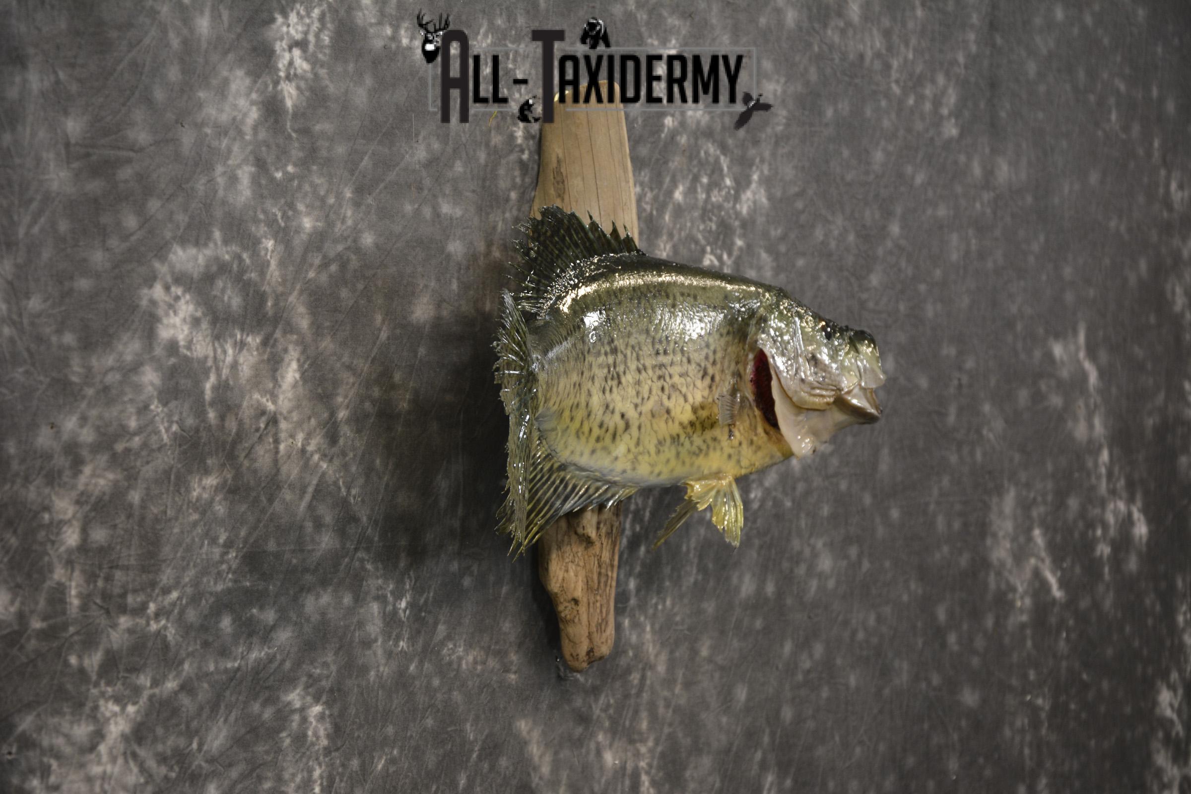 14 1/2" Crappie taxidermy fish mount for sale SKU 2111 - Image 4