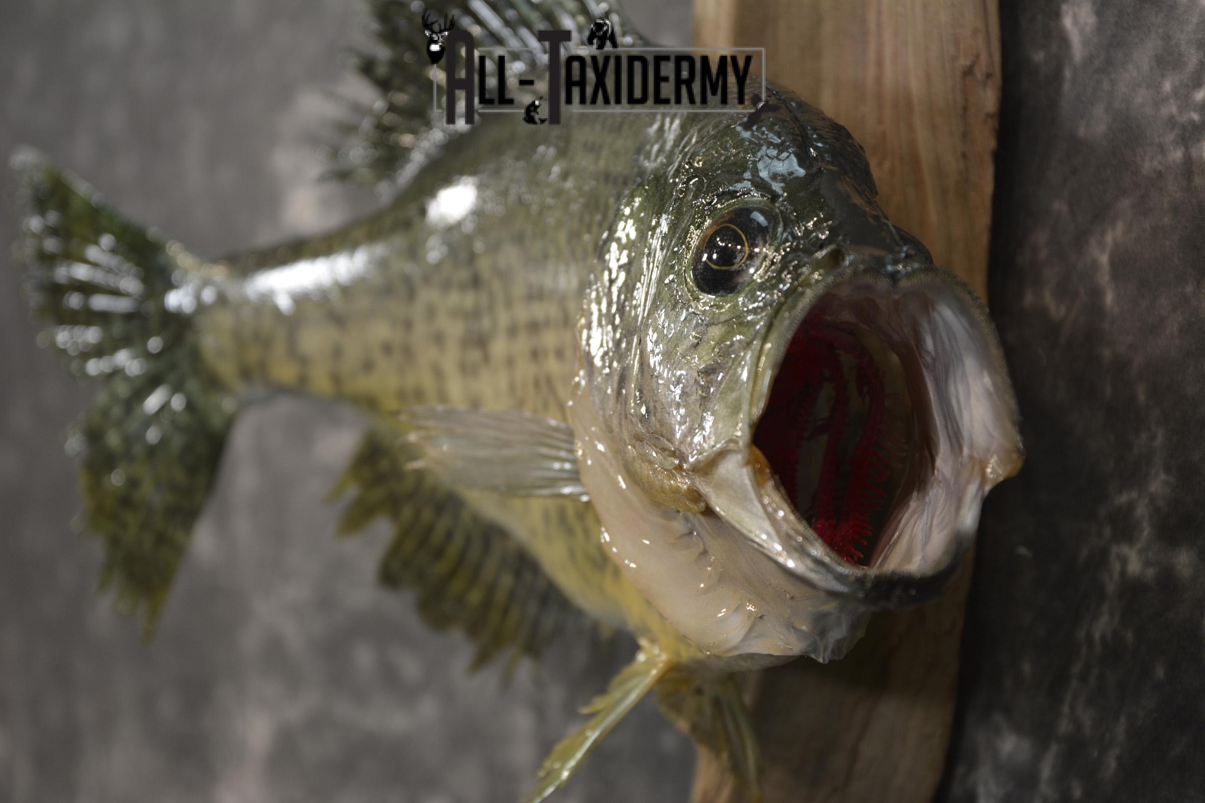 14 1/2" Crappie taxidermy fish mount for sale SKU 2111 - Image 3
