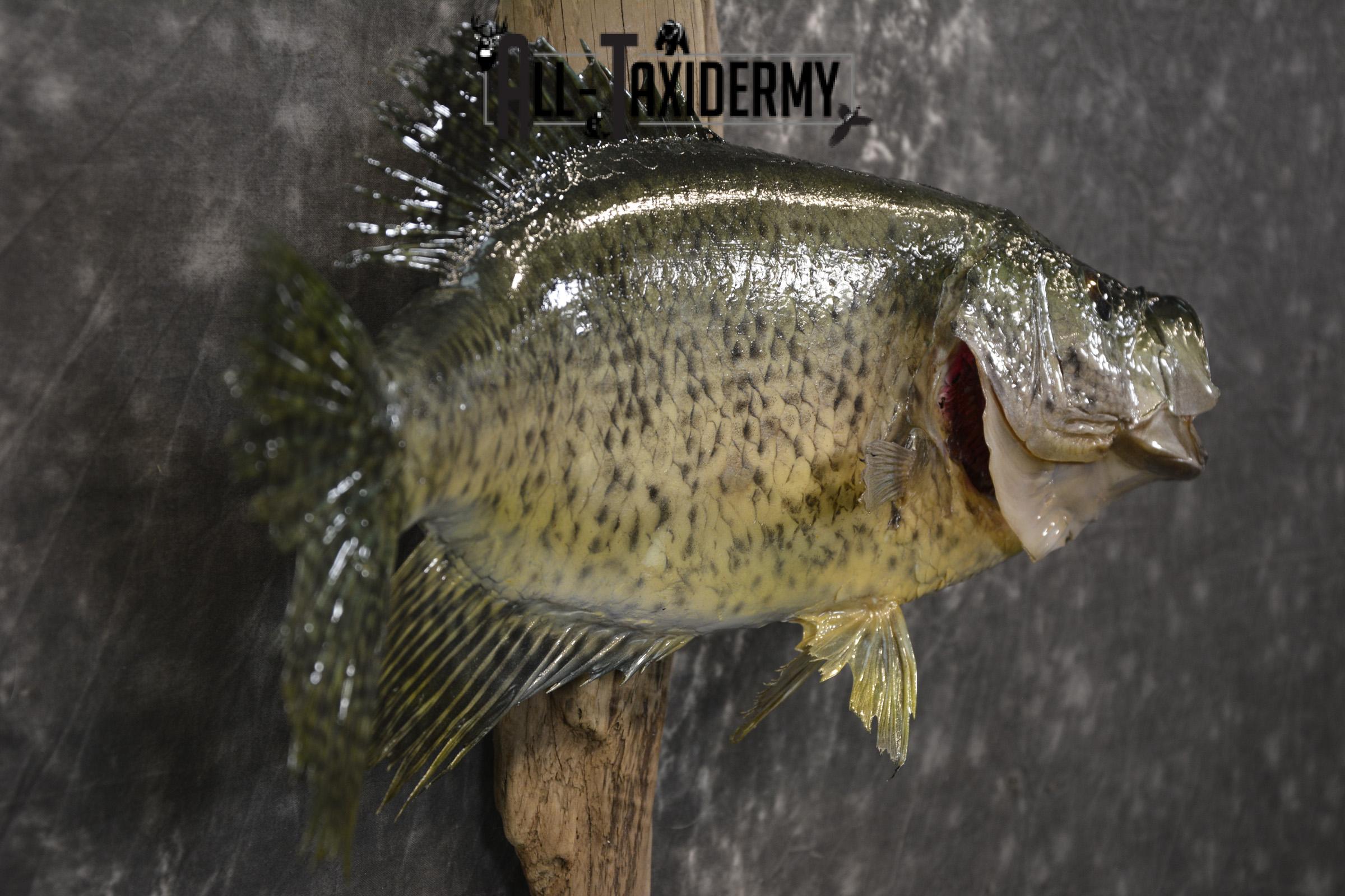 14 1/2" Crappie taxidermy fish mount for sale SKU 2111 - Image 2
