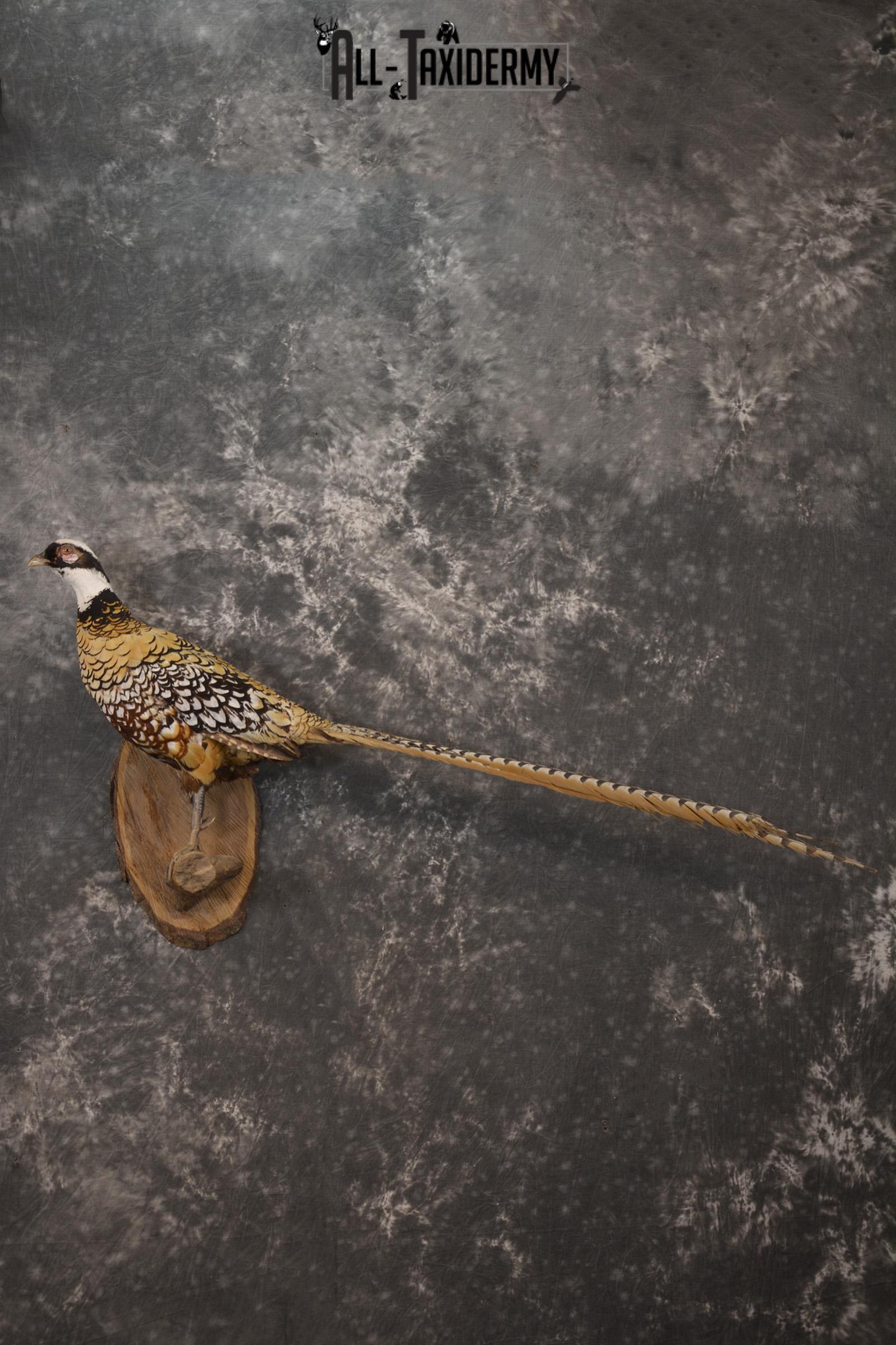 Reeves Pheasant taxidermy mount for sale SKU 2136