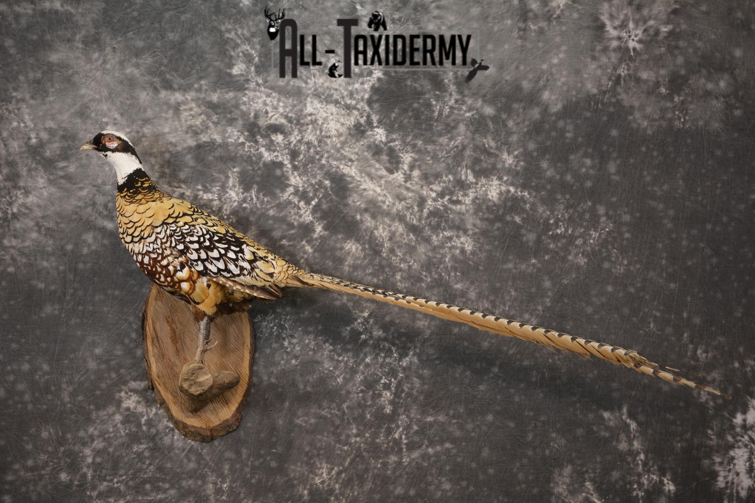 Reeves Pheasant taxidermy mount for sale SKU 2136 - Image 10