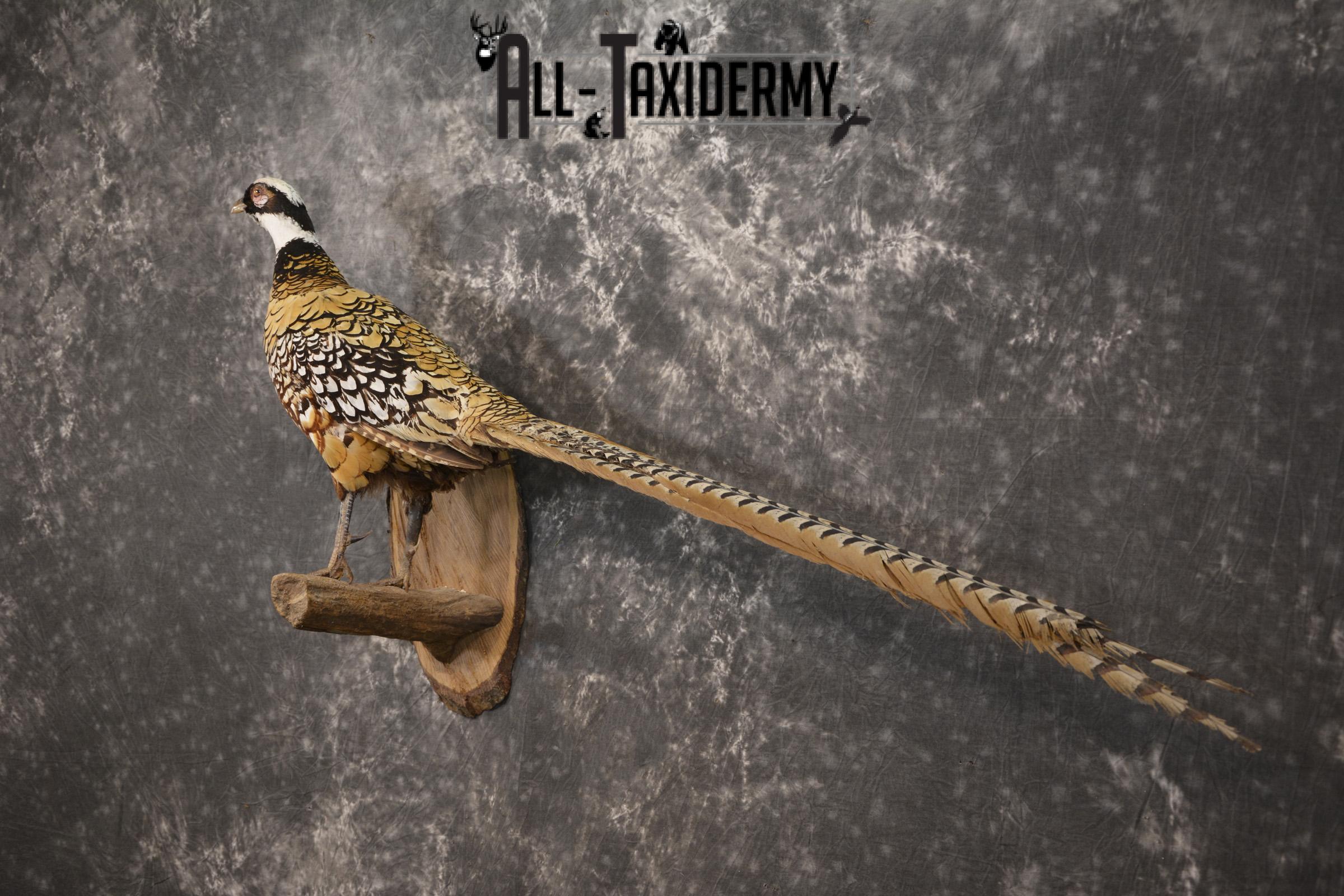 Reeves Pheasant taxidermy mount for sale SKU 2136 - Image 9