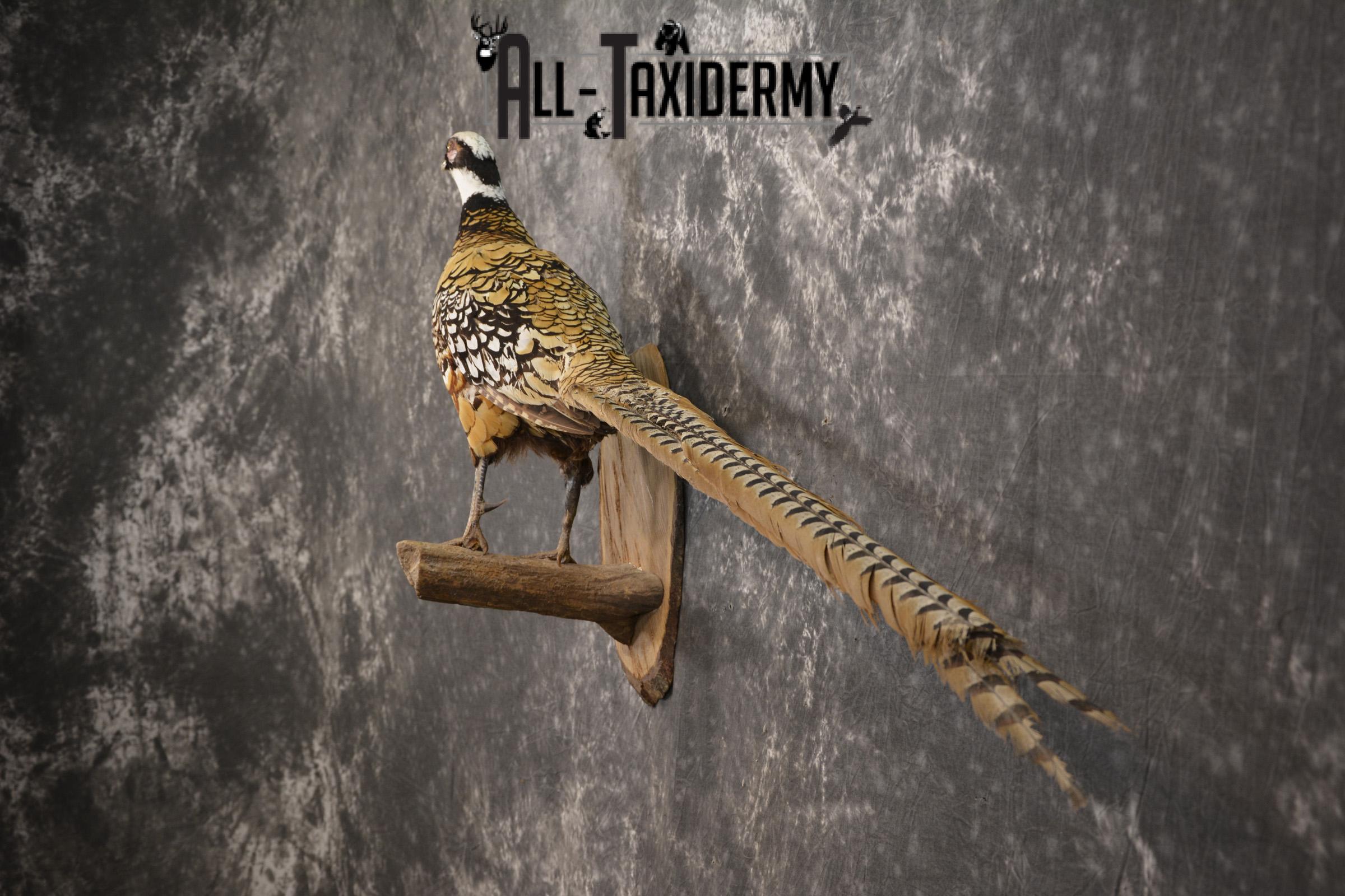 Reeves Pheasant taxidermy mount for sale SKU 2136 - Image 8