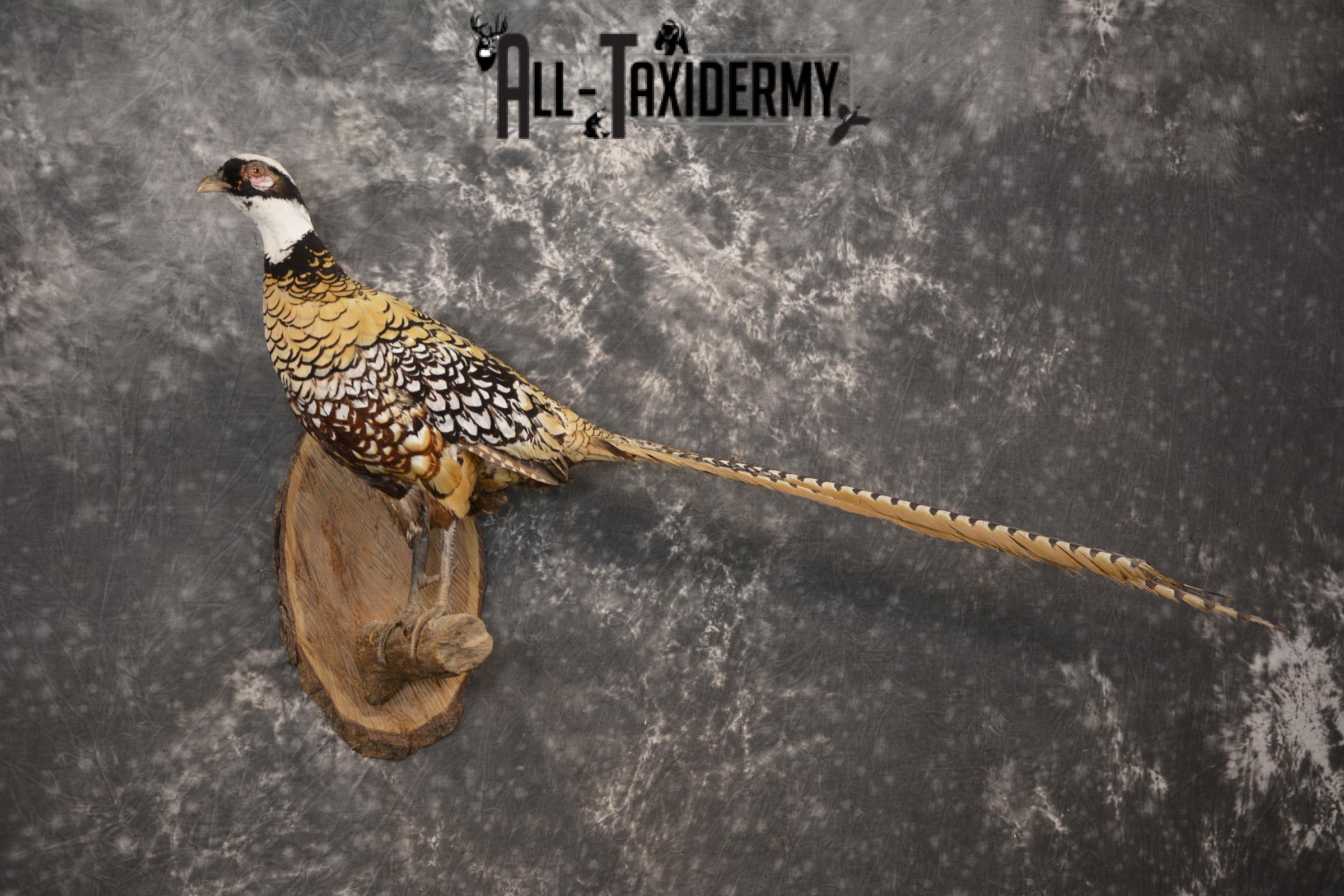 Reeves Pheasant taxidermy mount for sale SKU 2136 - Image 7