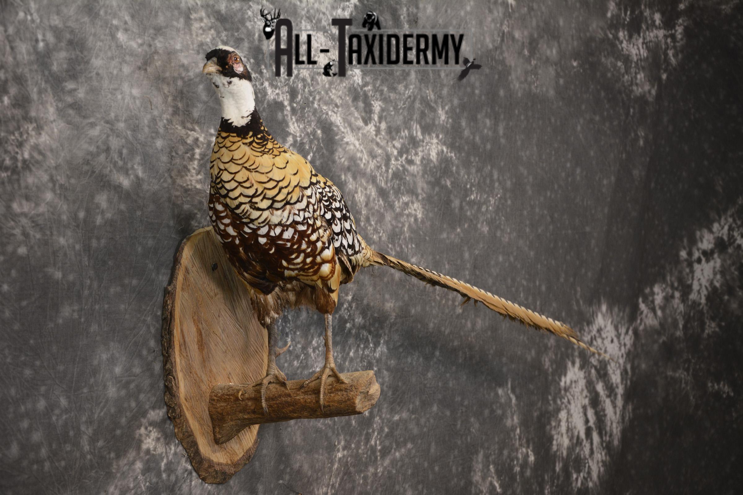 Reeves Pheasant taxidermy mount for sale SKU 2136 - Image 6
