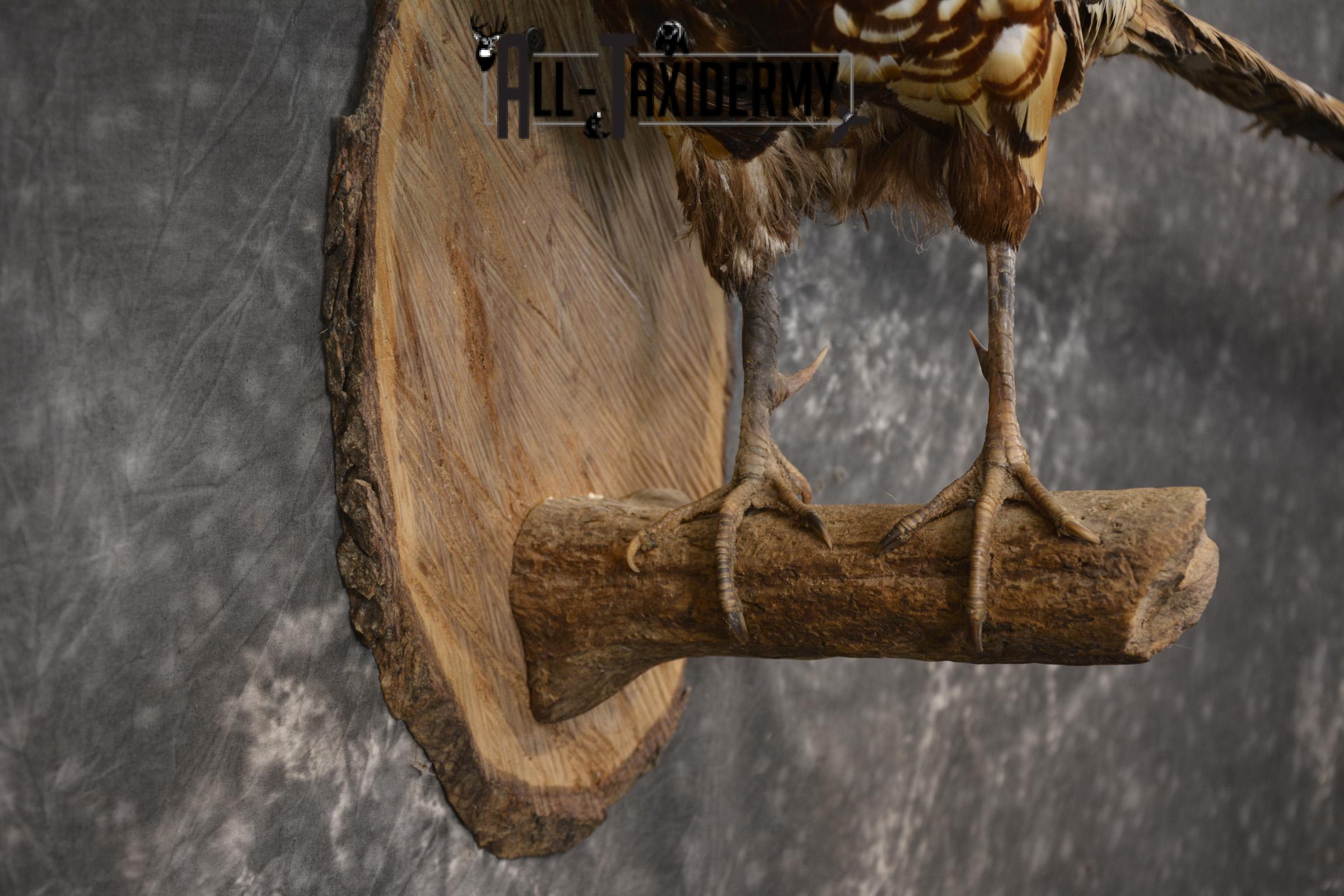 Reeves Pheasant taxidermy mount for sale SKU 2136 - Image 5
