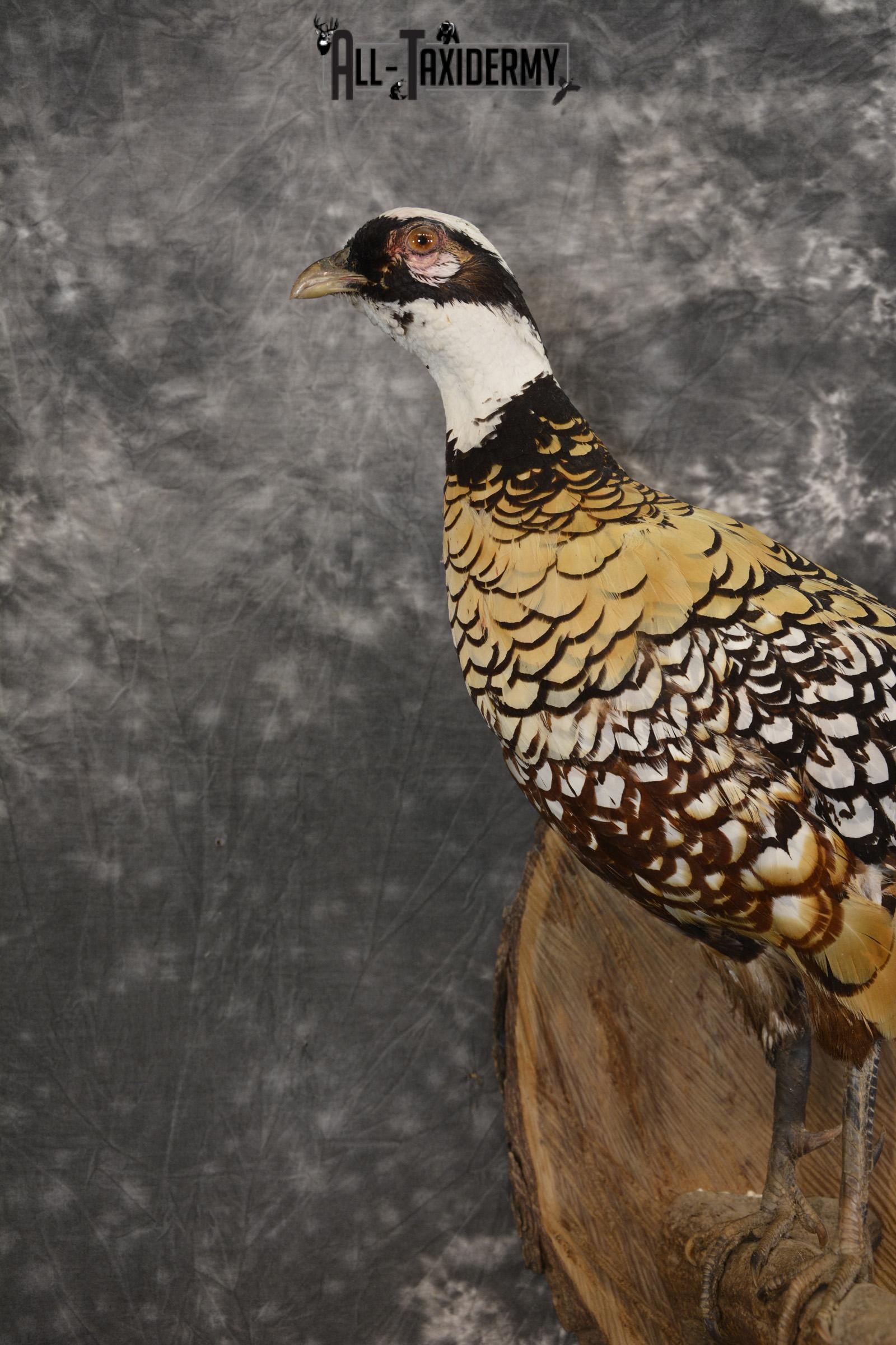 Reeves Pheasant taxidermy mount for sale SKU 2136 - Image 4