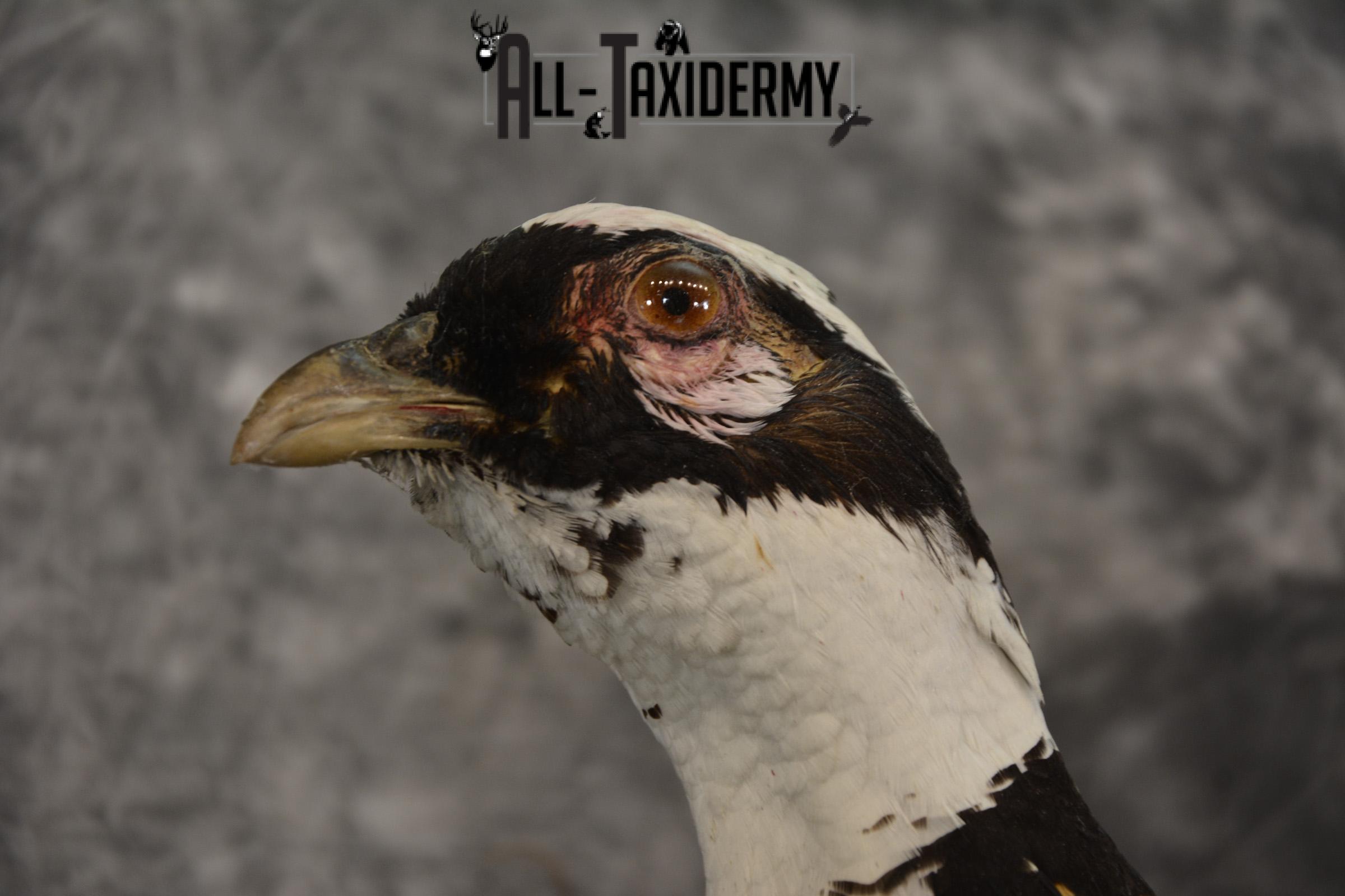 Reeves Pheasant taxidermy mount for sale SKU 2136 - Image 3