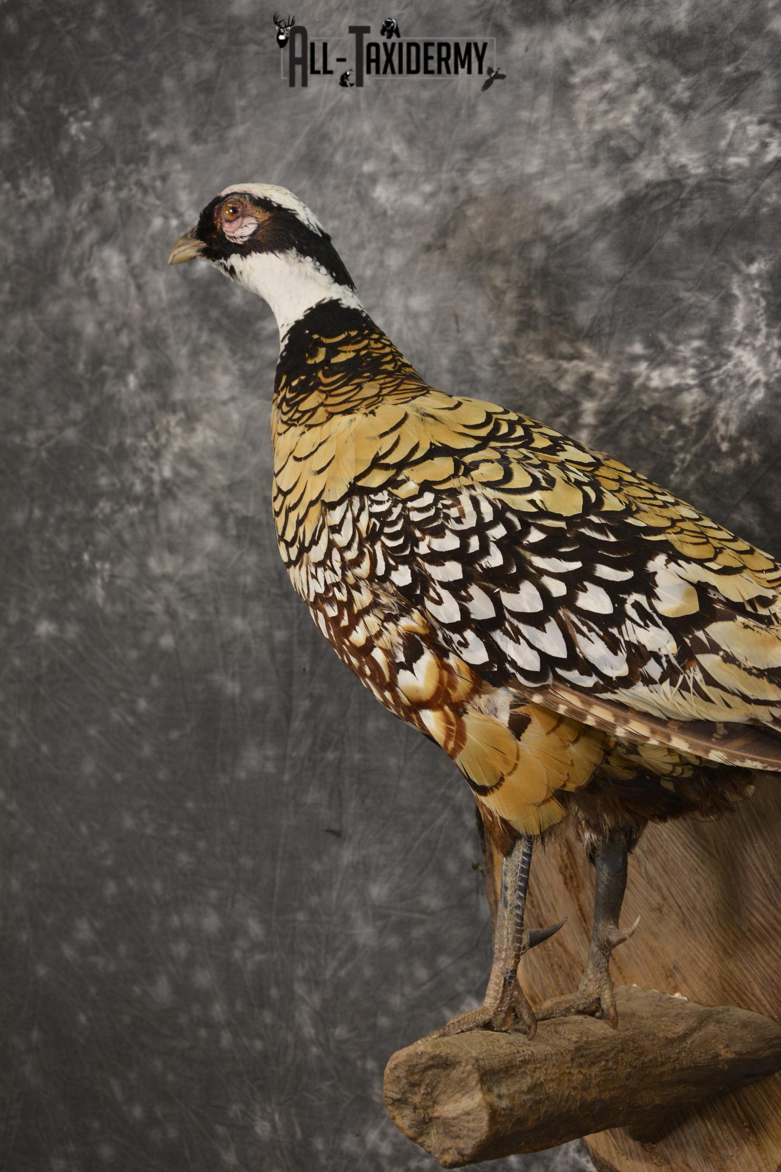 Reeves Pheasant taxidermy mount for sale SKU 2136 - Image 2