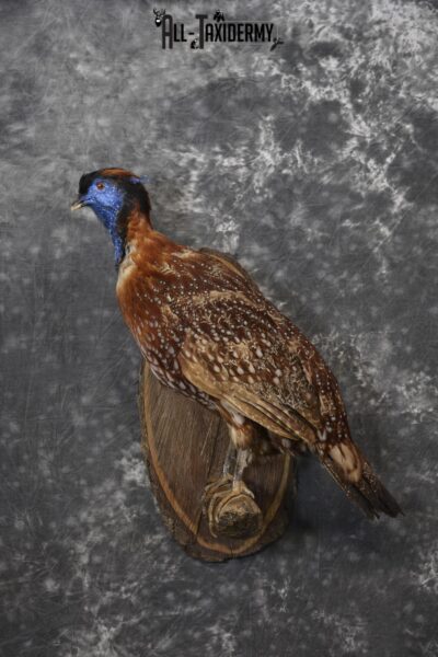 Temminck's Tragopan Pheasant taxidermy mount fo r sale SKU 2137
