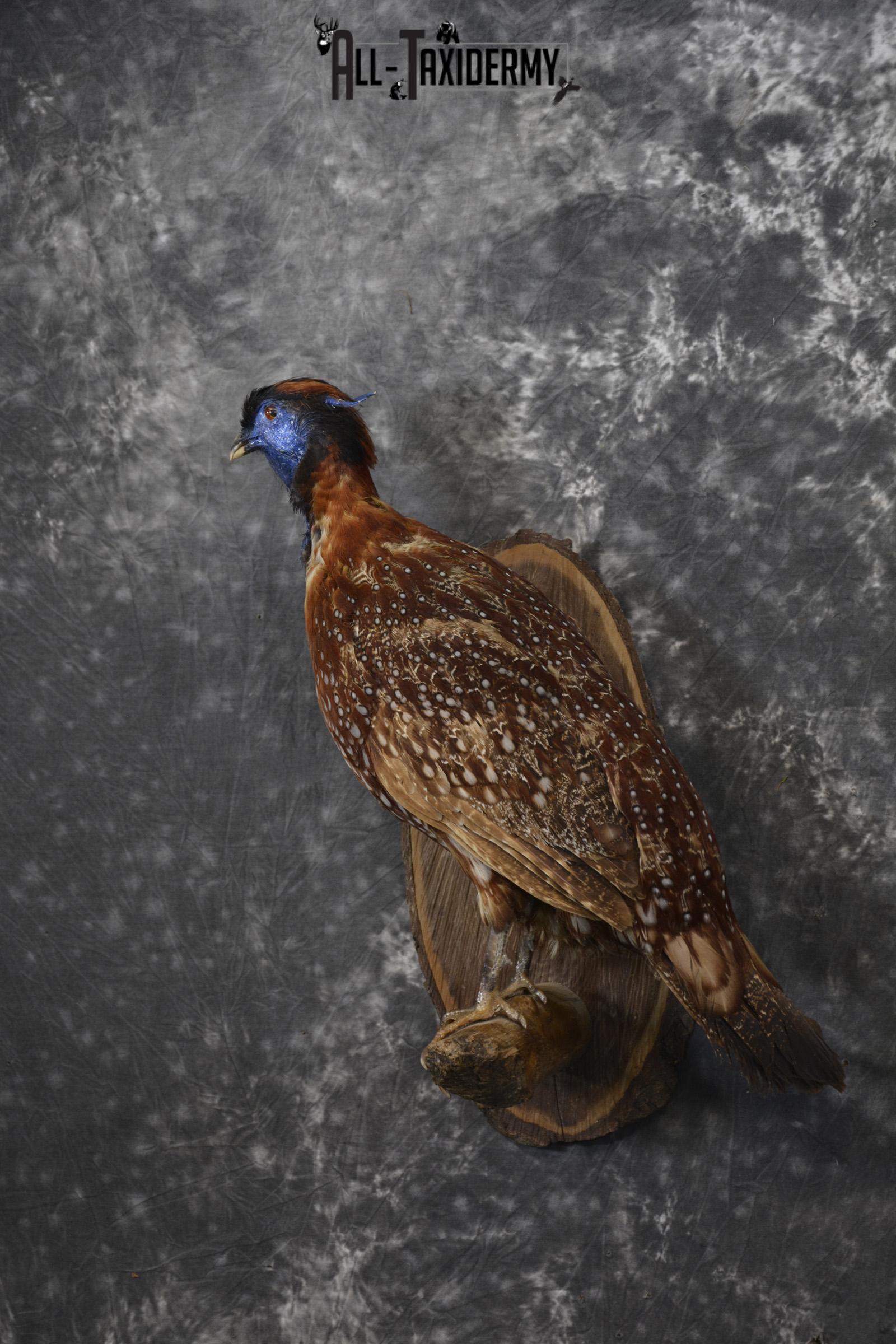 Temminck's Tragopan Pheasant taxidermy mount fo r sale SKU 2137 - Image 9