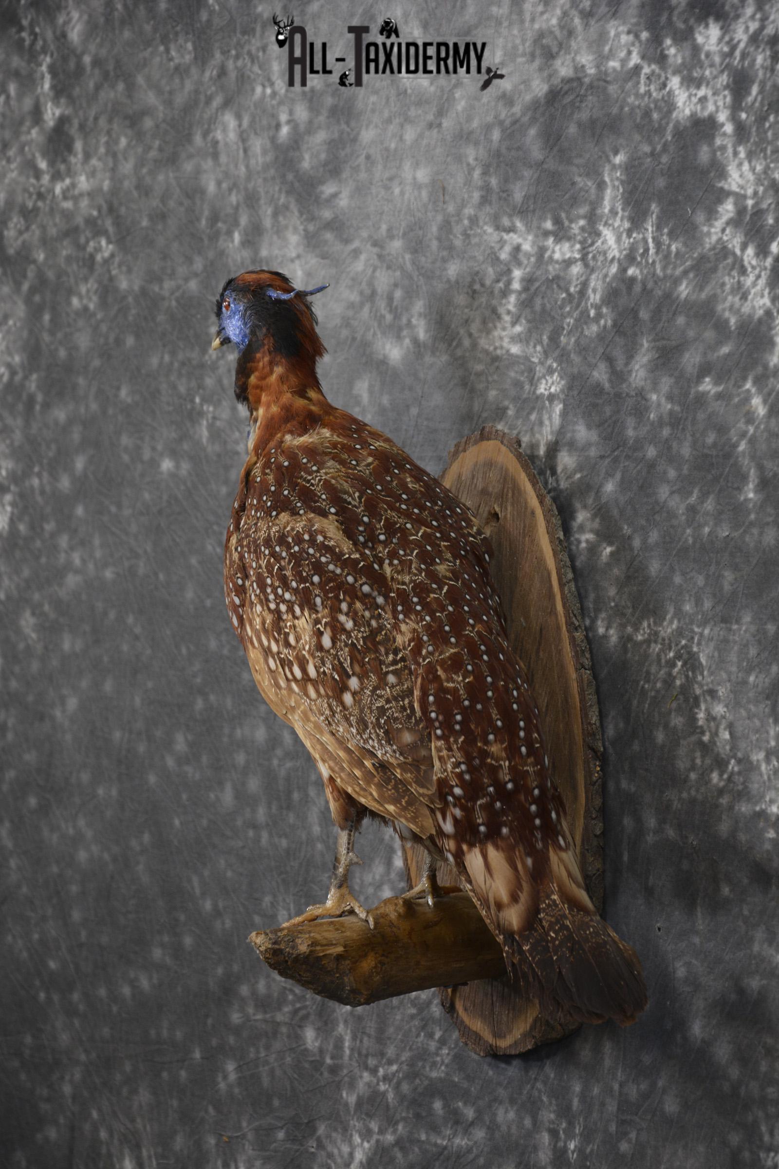 Temminck's Tragopan Pheasant taxidermy mount fo r sale SKU 2137 - Image 8