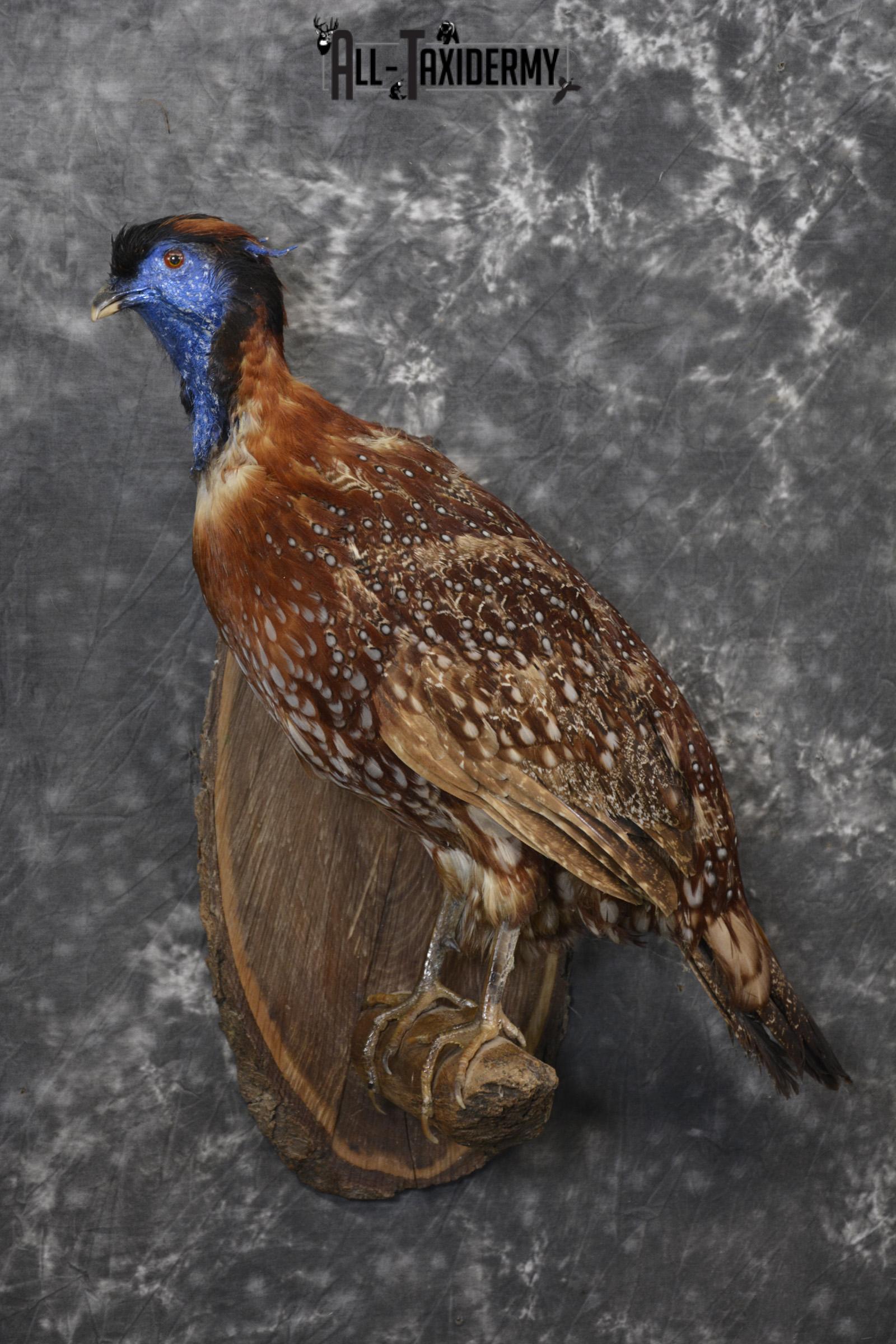 Temminck's Tragopan Pheasant taxidermy mount fo r sale SKU 2137 - Image 7