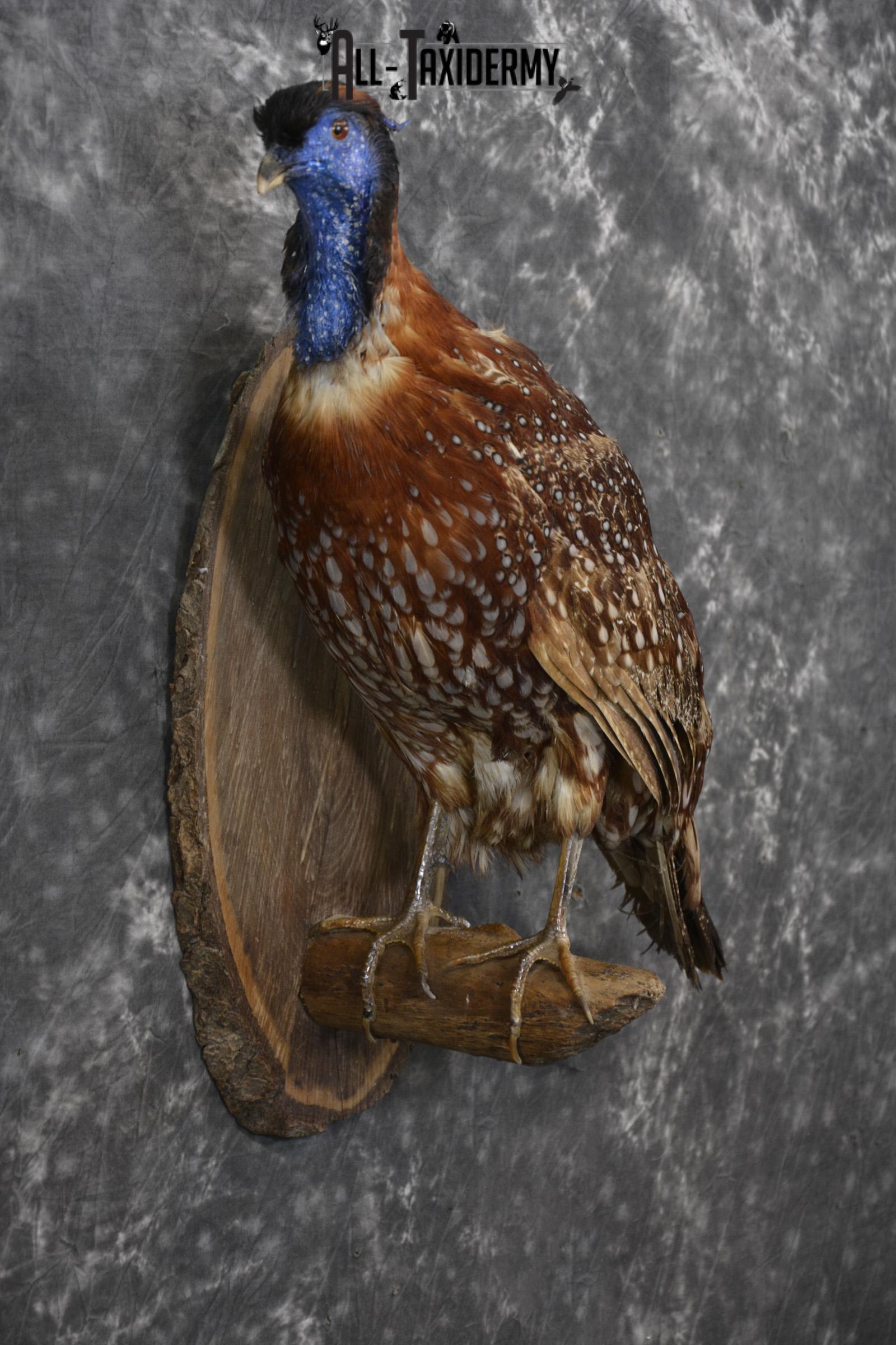 Temminck's Tragopan Pheasant taxidermy mount fo r sale SKU 2137 - Image 6