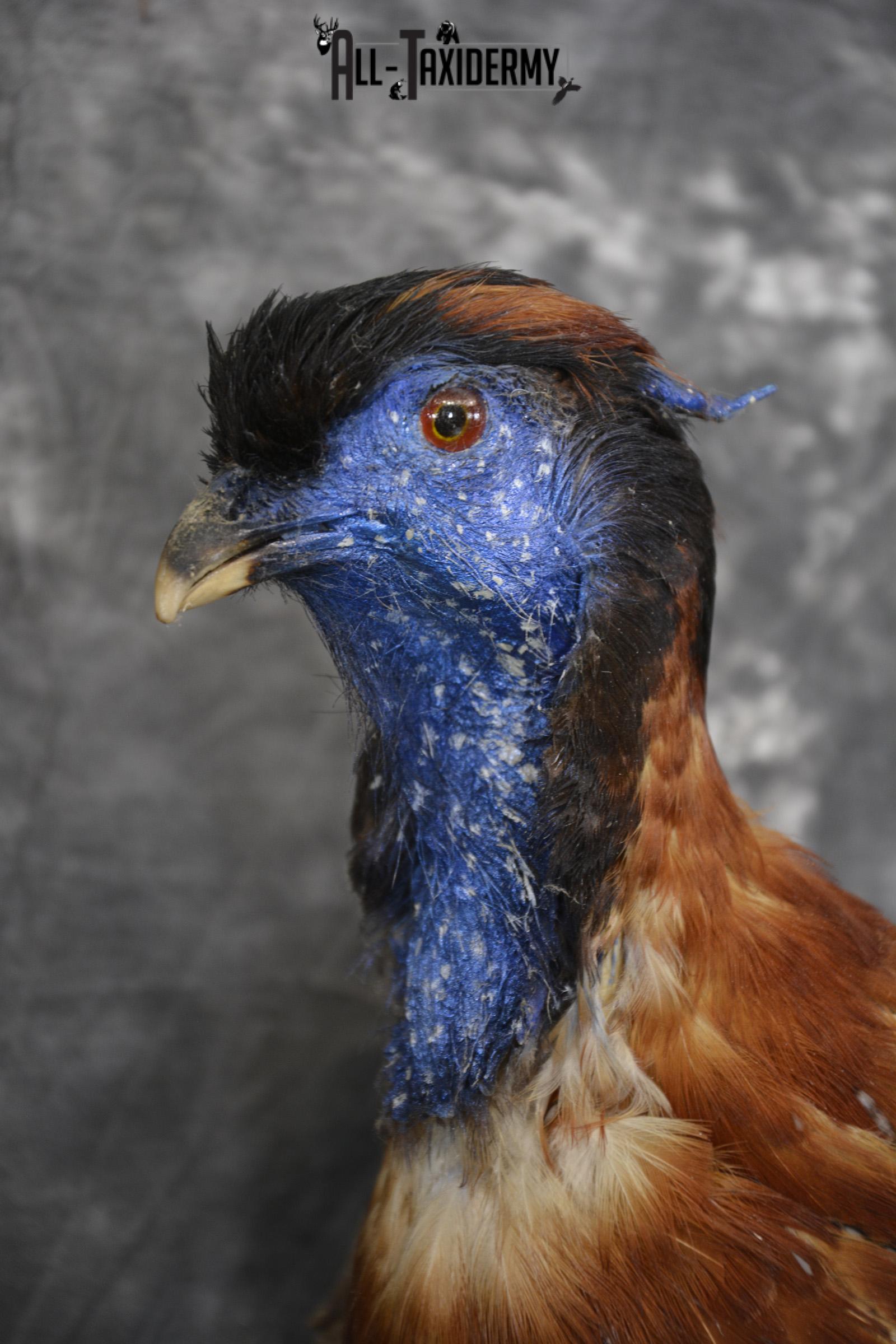 Temminck's Tragopan Pheasant taxidermy mount fo r sale SKU 2137 - Image 5