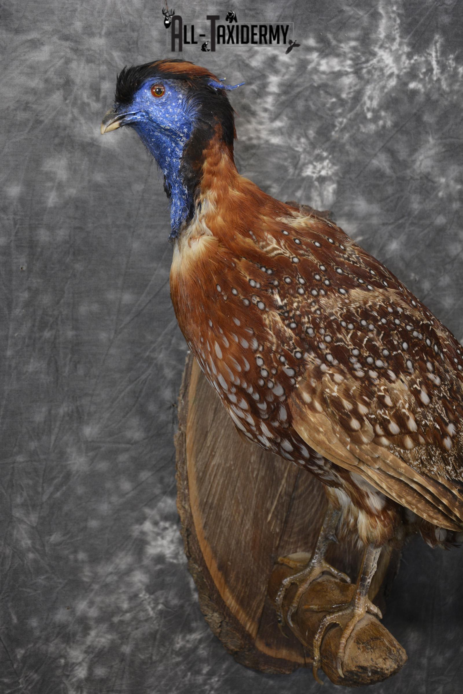 Temminck's Tragopan Pheasant taxidermy mount fo r sale SKU 2137 - Image 4