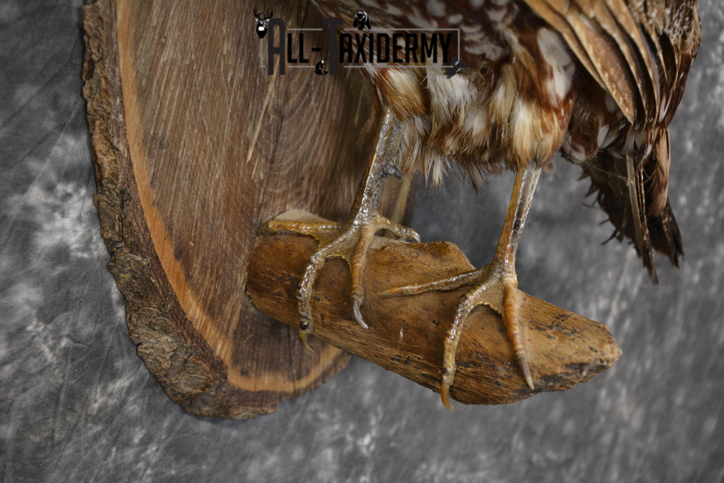 Temminck's Tragopan Pheasant taxidermy mount fo r sale SKU 2137 - Image 3