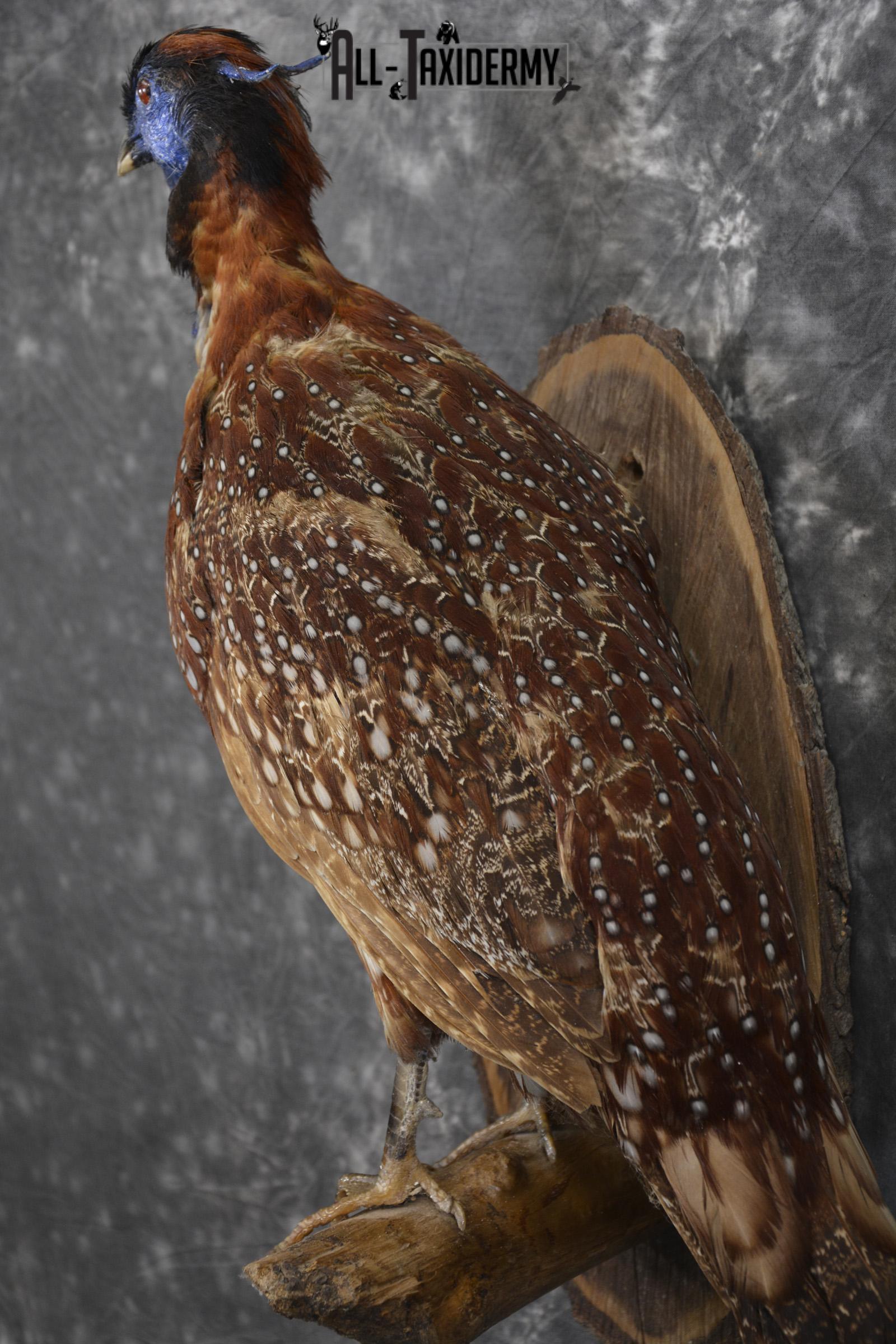Temminck's Tragopan Pheasant taxidermy mount fo r sale SKU 2137 - Image 2