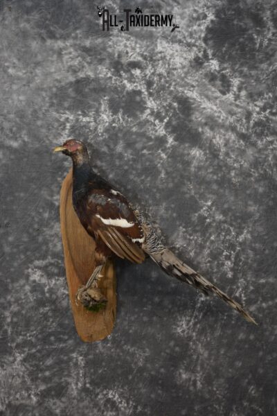 Humes Bartailed Male Pheasant taxidermy mount for sale SKU 2138
