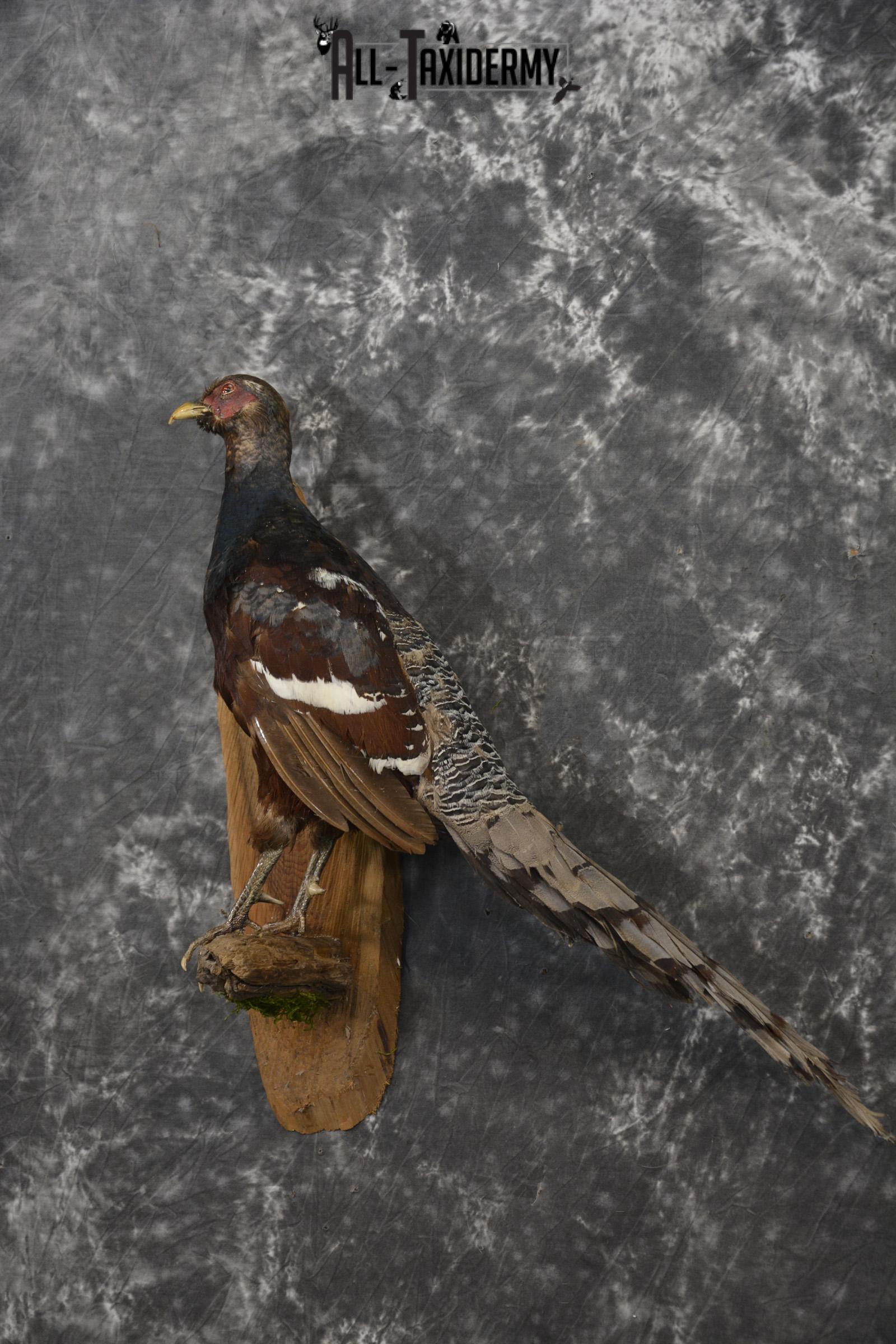 Humes Bartailed Male Pheasant taxidermy mount for sale SKU 2138 - Image 8