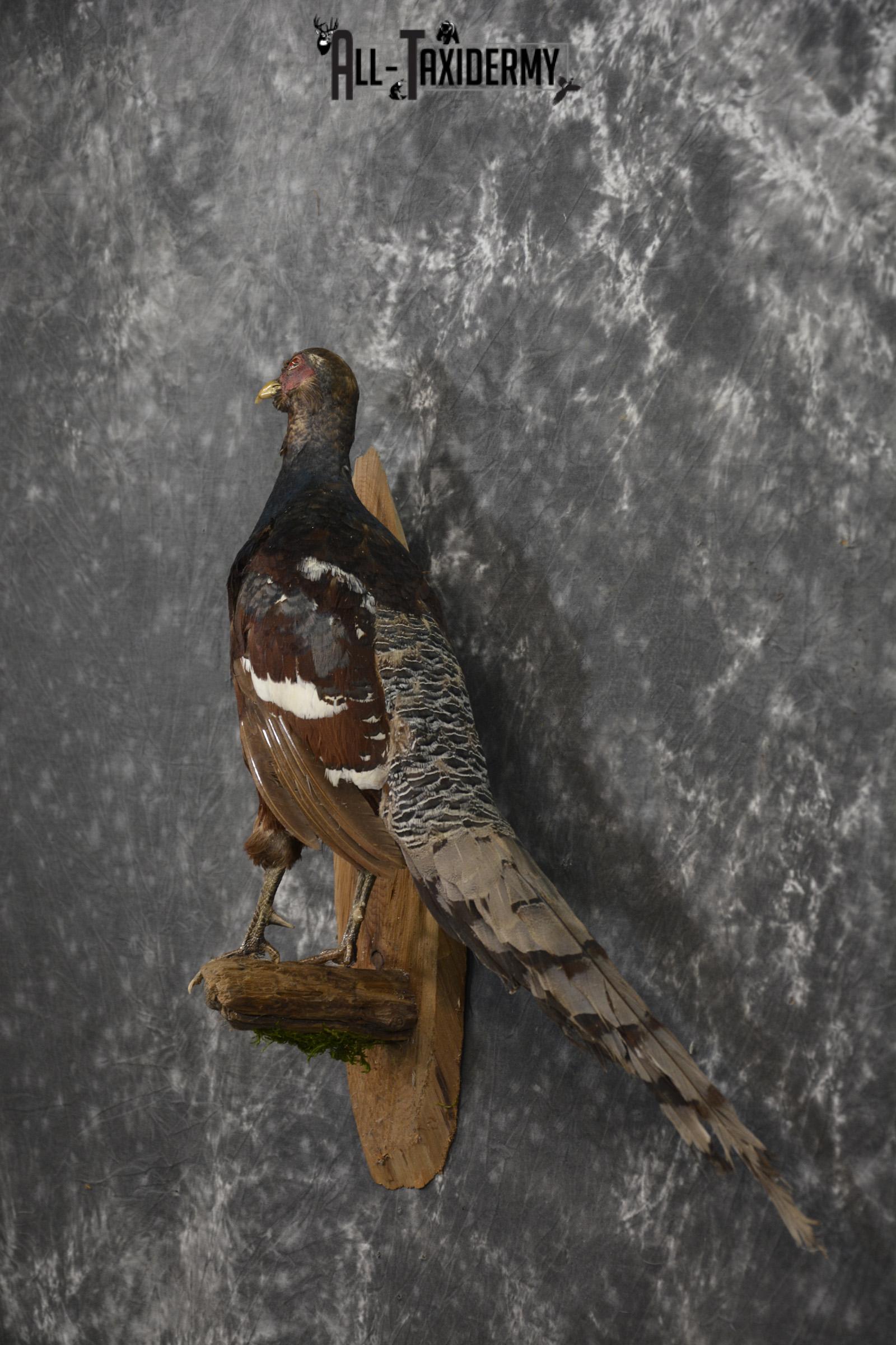 Humes Bartailed Male Pheasant taxidermy mount for sale SKU 2138 - Image 7