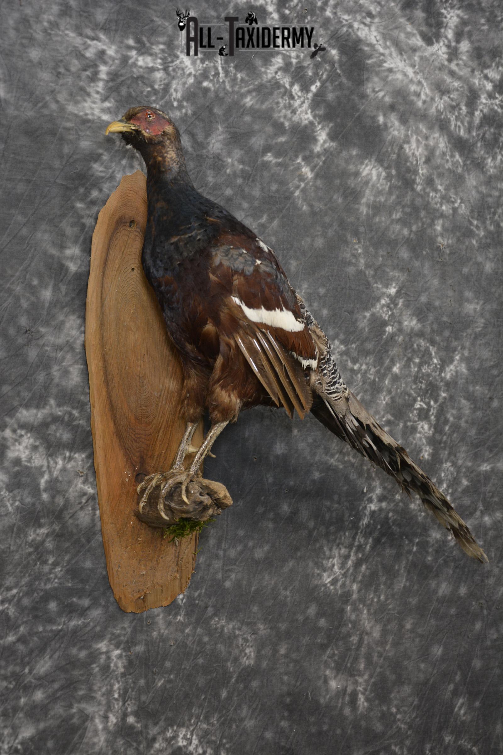 Humes Bartailed Male Pheasant taxidermy mount for sale SKU 2138 - Image 6