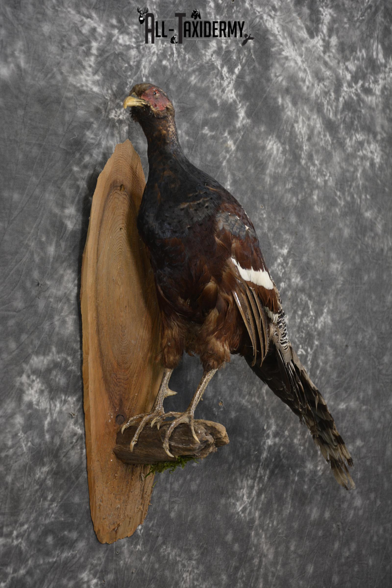 Humes Bartailed Male Pheasant taxidermy mount for sale SKU 2138 - Image 5