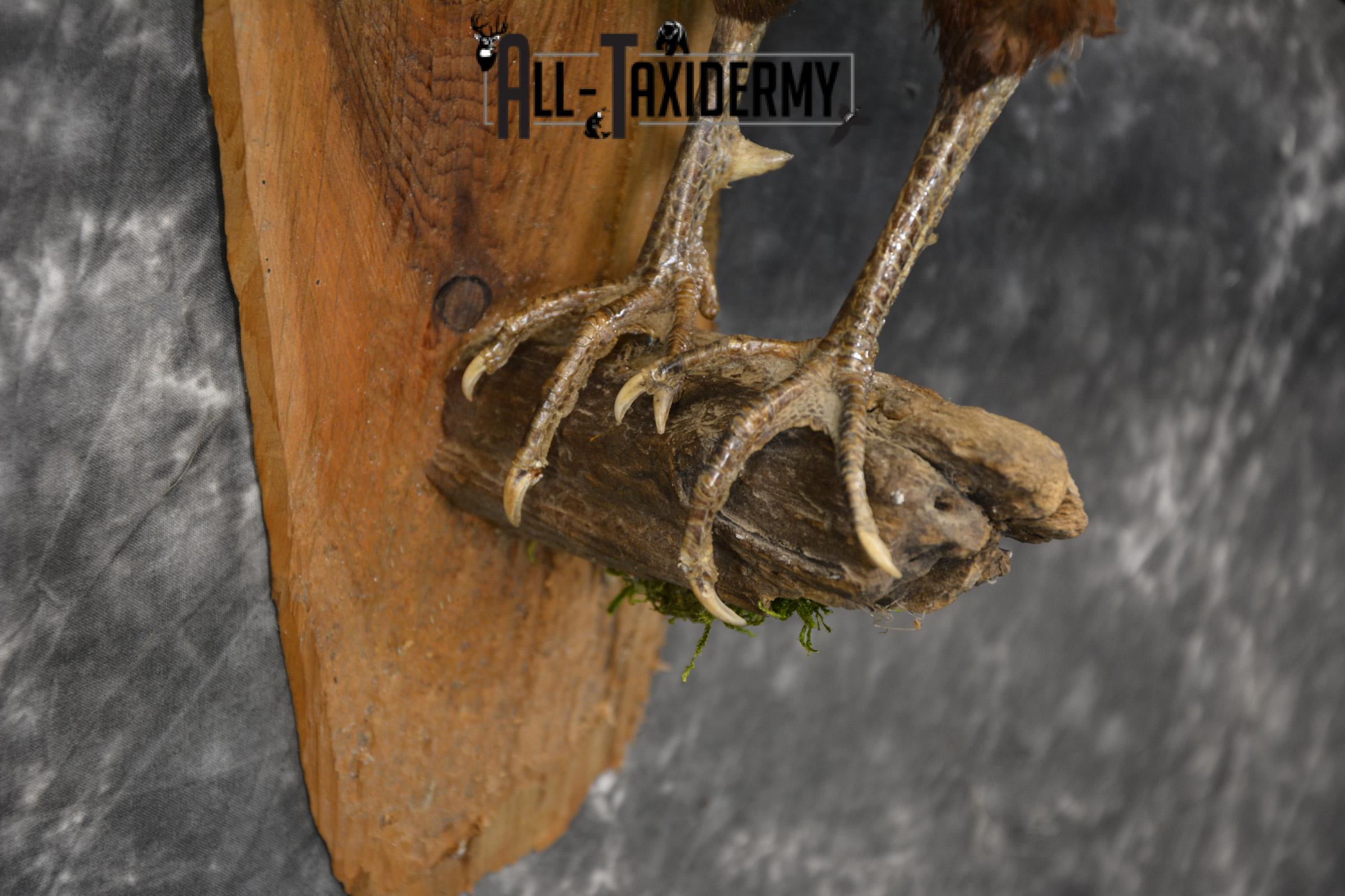 Humes Bartailed Male Pheasant taxidermy mount for sale SKU 2138 - Image 4