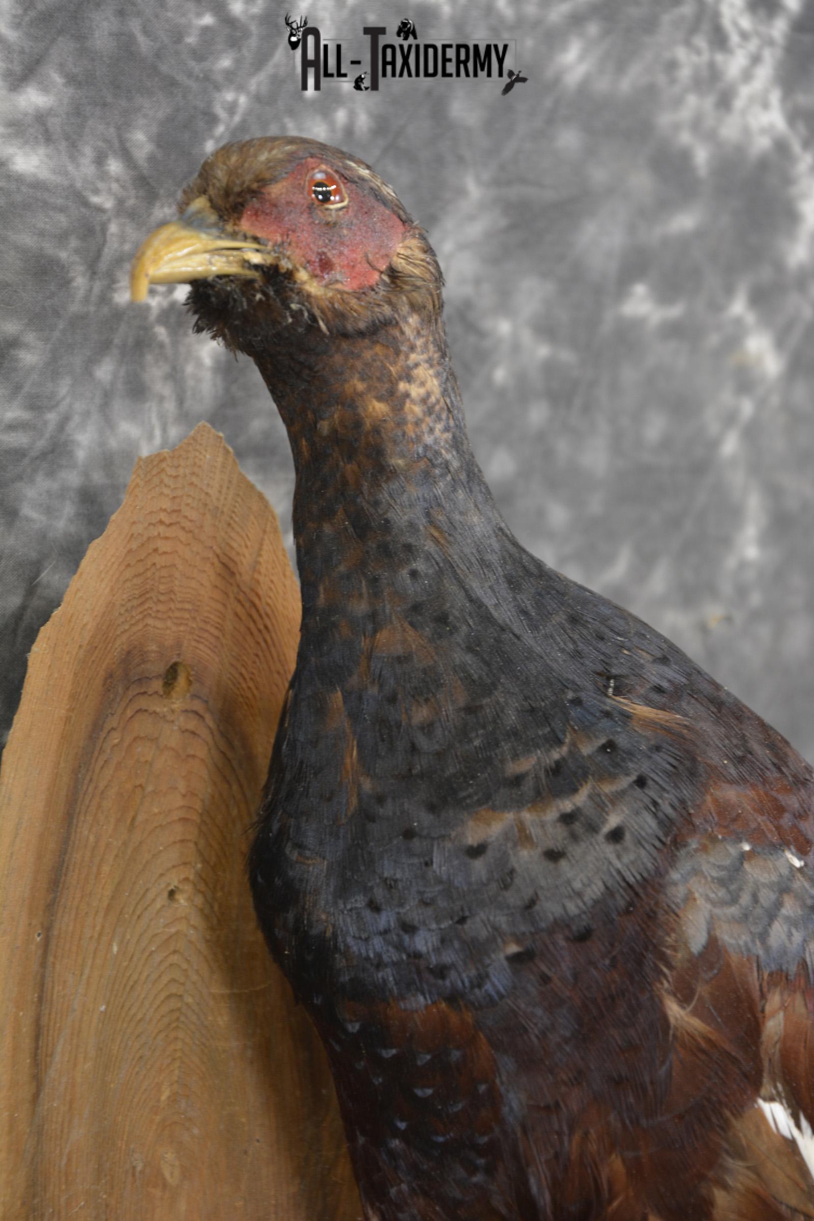 Humes Bartailed Male Pheasant taxidermy mount for sale SKU 2138 - Image 3