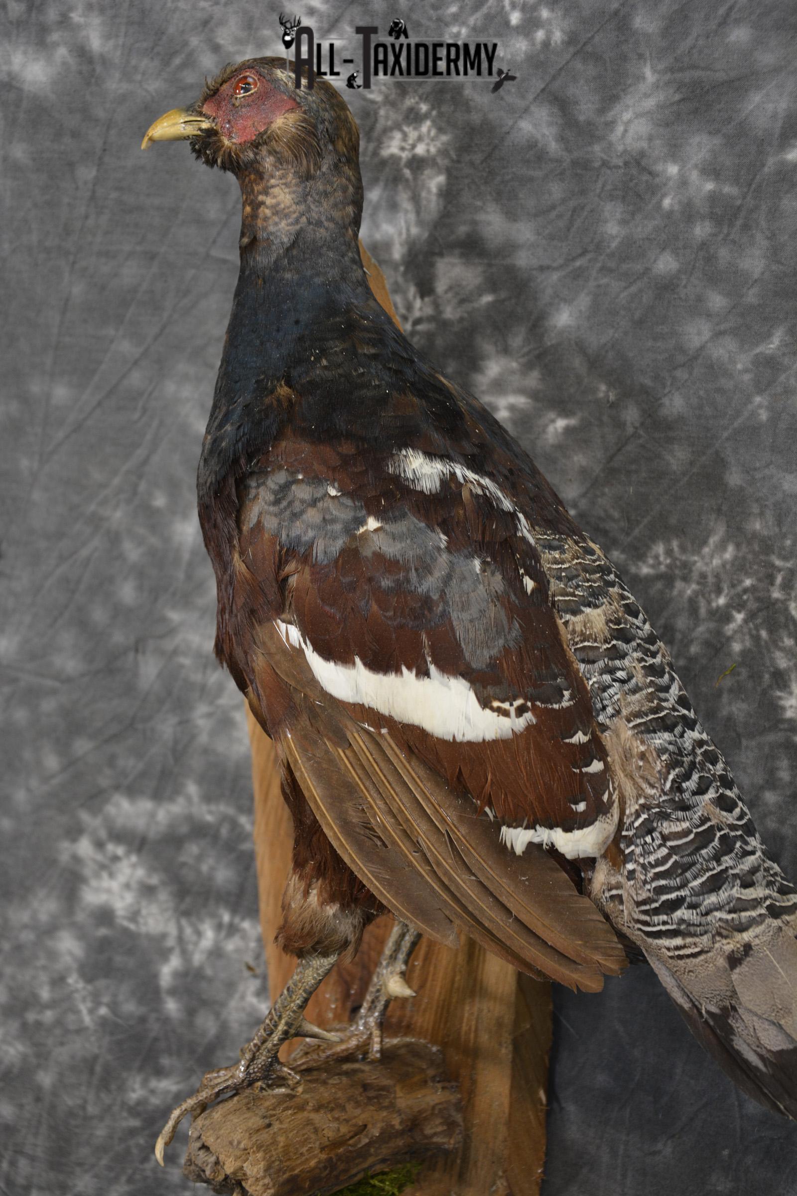 Humes Bartailed Male Pheasant taxidermy mount for sale SKU 2138 - Image 2