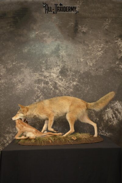 Cotoye with Whitetail Fawn taxidermy mount ofr sale SKU 2132