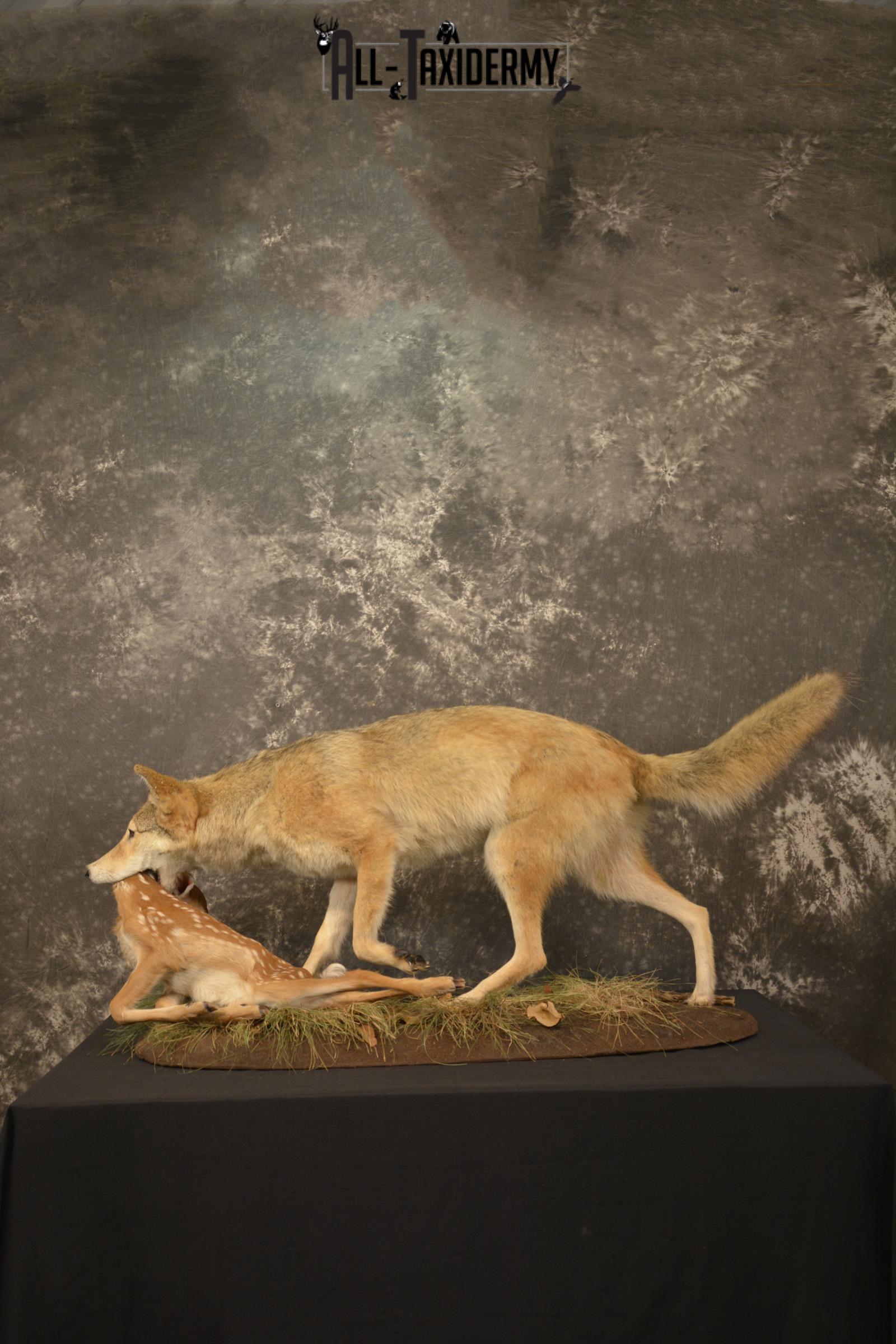 Cotoye with Whitetail Fawn taxidermy mount ofr sale SKU 2132