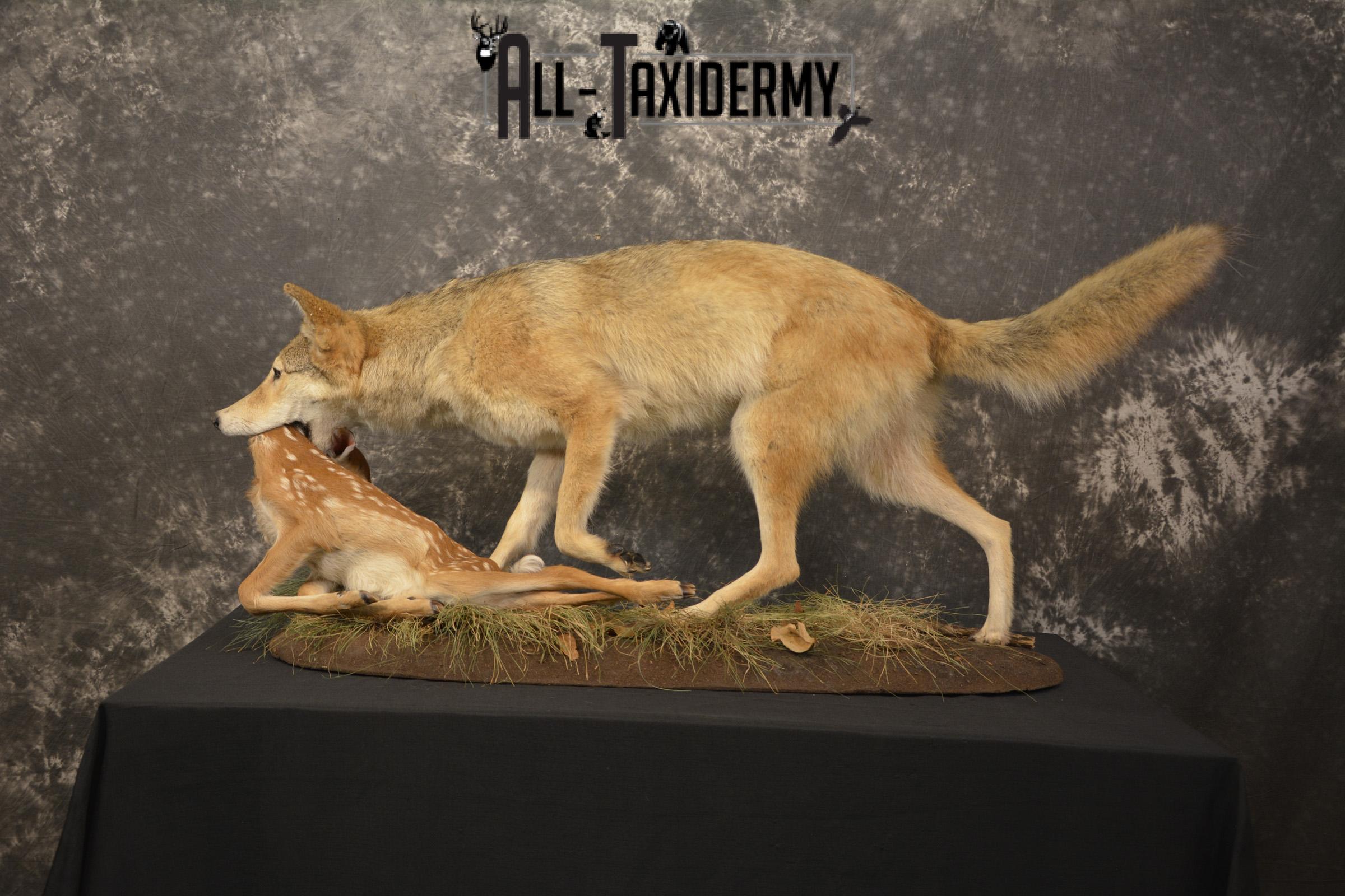 Cotoye with Whitetail Fawn taxidermy mount ofr sale SKU 2132 - Image 11